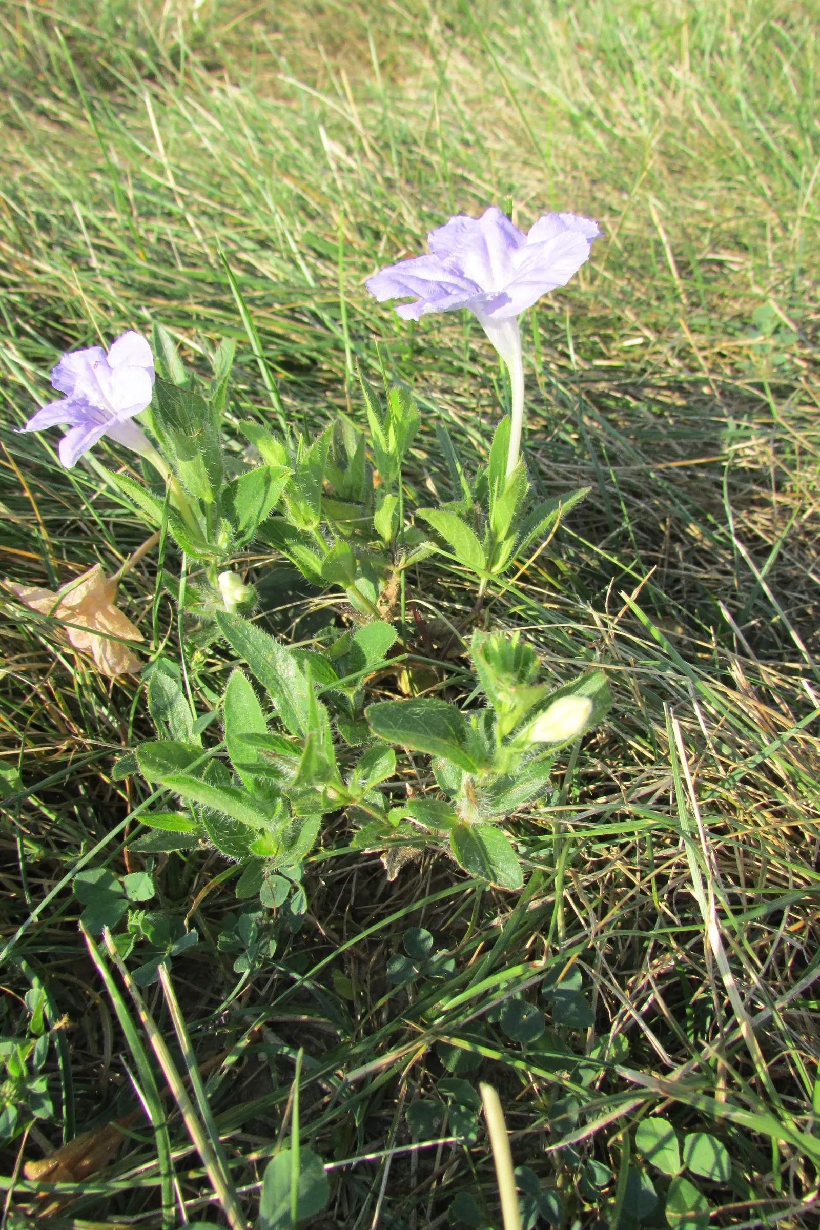 Wild Petunia (Ruellia Humilis) — measuring approximately 3 to 4 inches in length with fine hairs that give them a slightly fuzzy texture; it, image 80