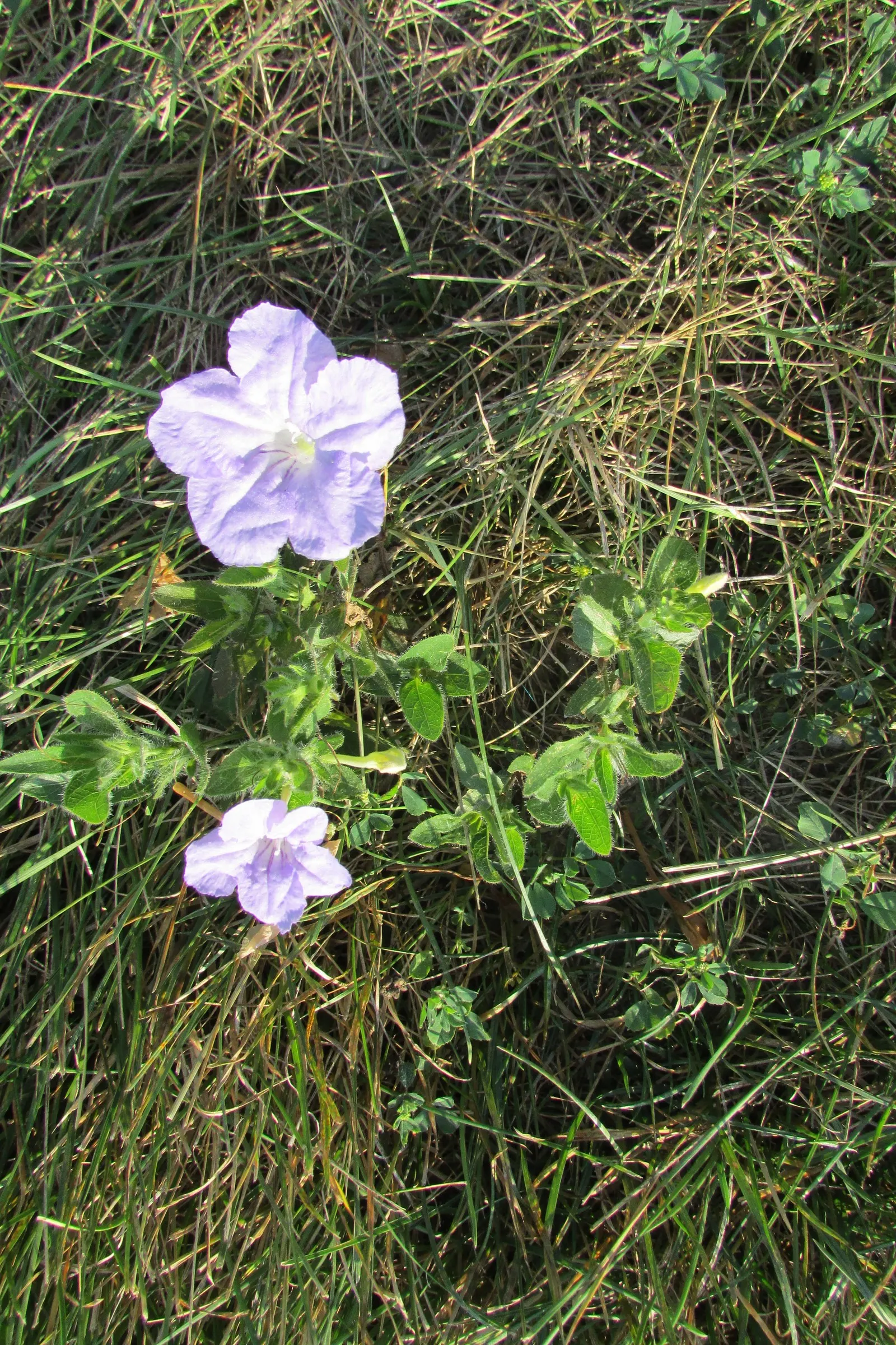 Wild Petunia (Ruellia Humilis) — This hardy perennial thrives in USDA zones 4-8, reaching 1-2 feet in height with a similar spread; it prefers well-drained soil