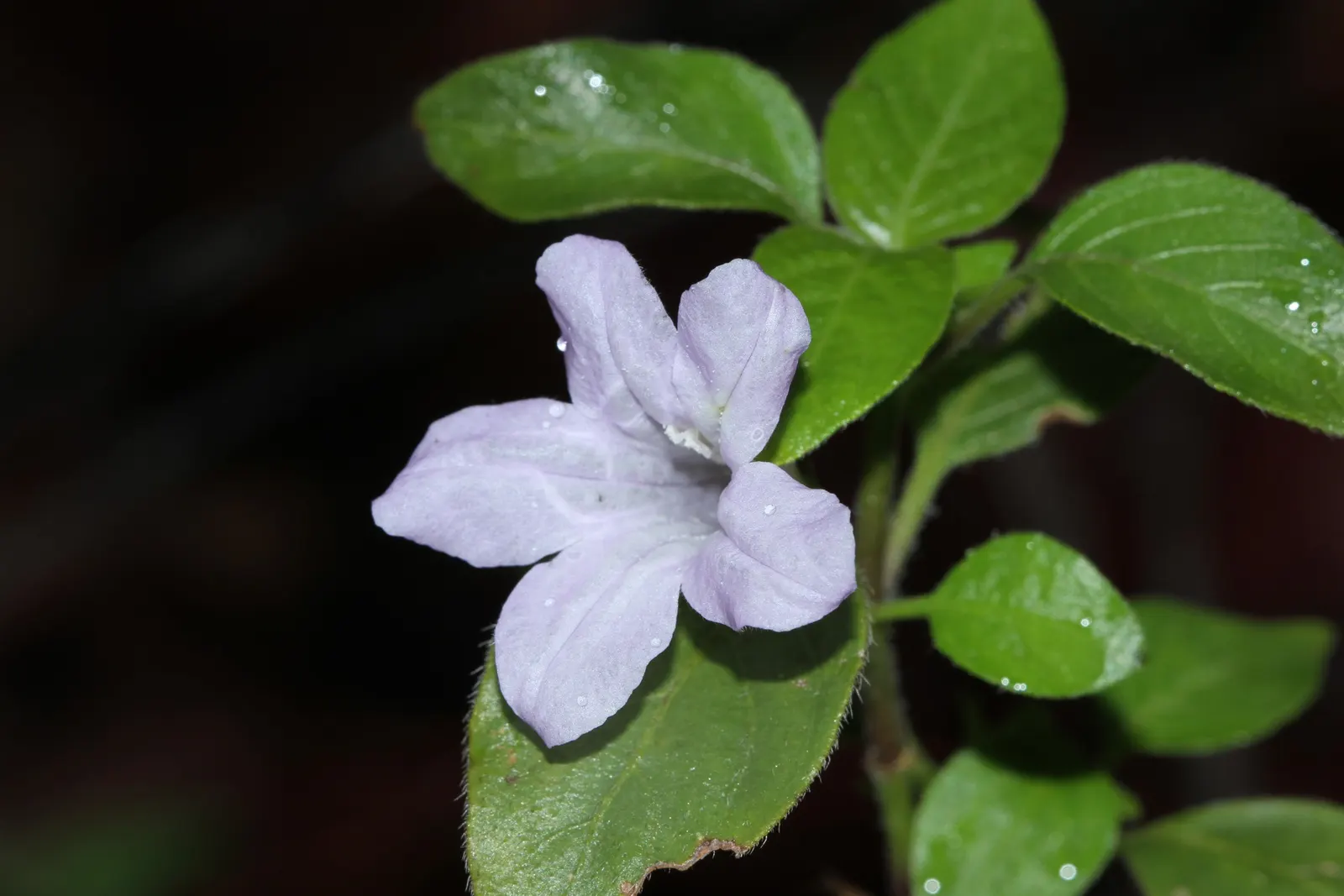 Wild Petunia (Ruellia Humilis) — perennial with blue and lavender blooms; this plant produces an abundance of lavender to purplish-blue flowers, image 68