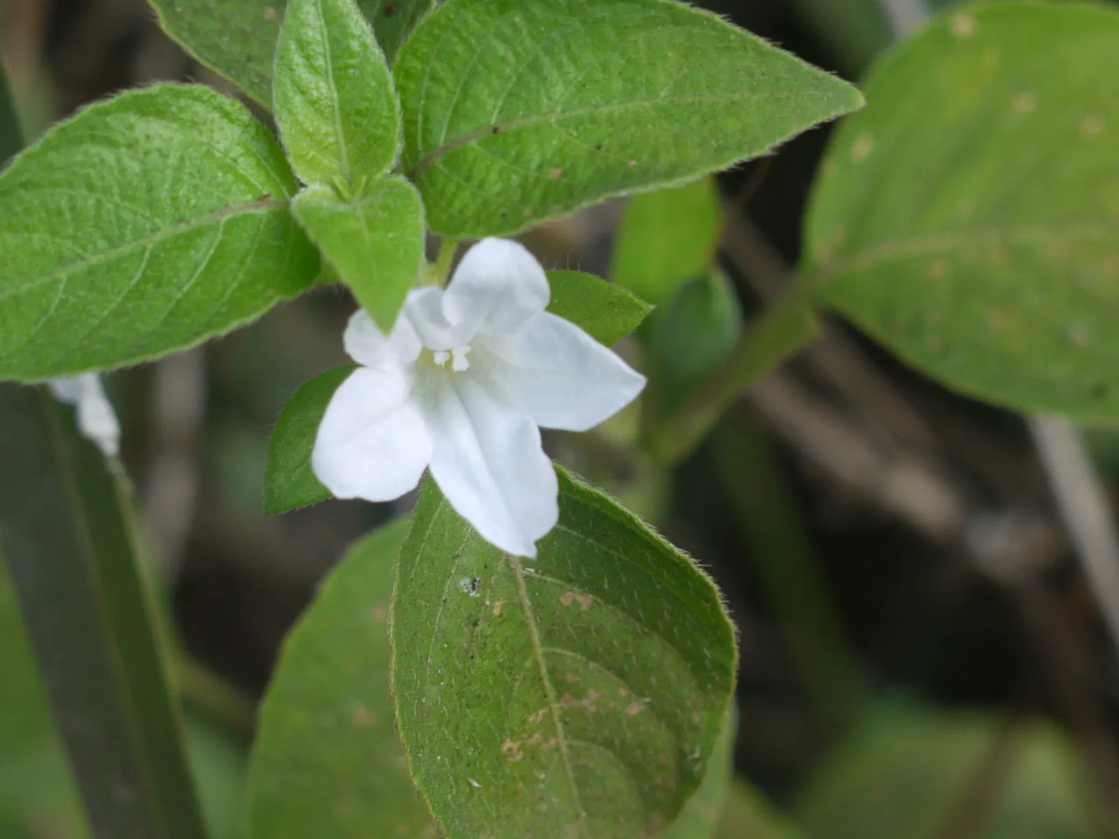 Wild Petunia (Ruellia Humilis) — This hardy perennial thrives in USDA zones 4-8, reaching 1-2 feet in height with a similar spread; it prefers, image 49