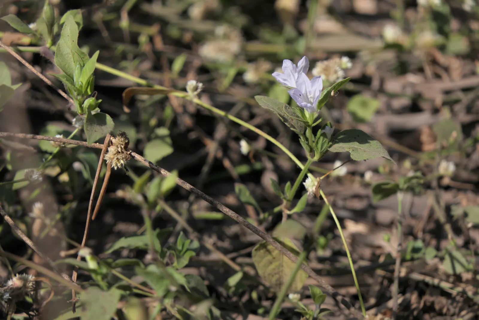 Wild Petunia (Ruellia Humilis) — which can add a bright splash of color to your landscape design.<br><br>Hardy in USDA zones 4 to 8