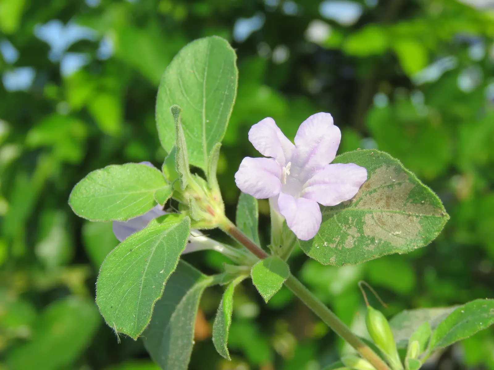 Wild Petunia (Ruellia Humilis) — each about 2 inches in diameter; this hardy perennial thrives in USDA zones 4-8, reaching 1-2 feet in height with, image 60