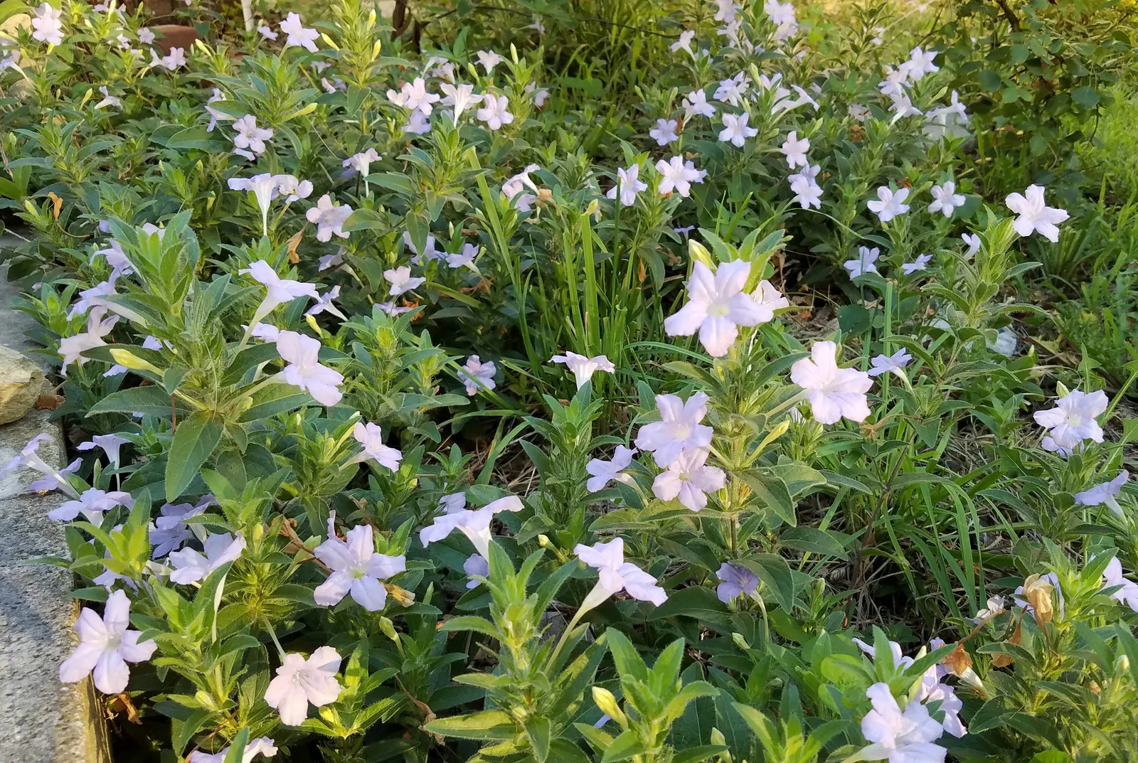 Wild Petunia (Ruellia Humilis) — Preferring full sun to partial shade and well-draining soil; presents lavender to purple funnel-shaped blooms from, image 73