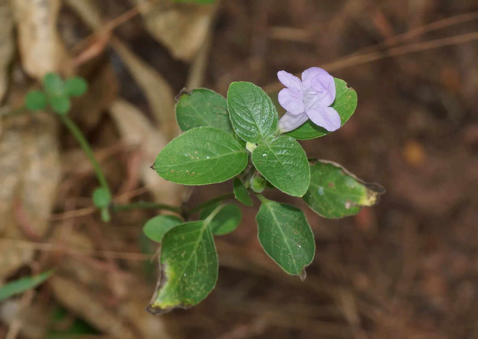 Wild Petunia (Ruellia Humilis) — Preferring full sun to partial shade and well-draining soil; presents lavender to purple funnel-shaped blooms from, image 50