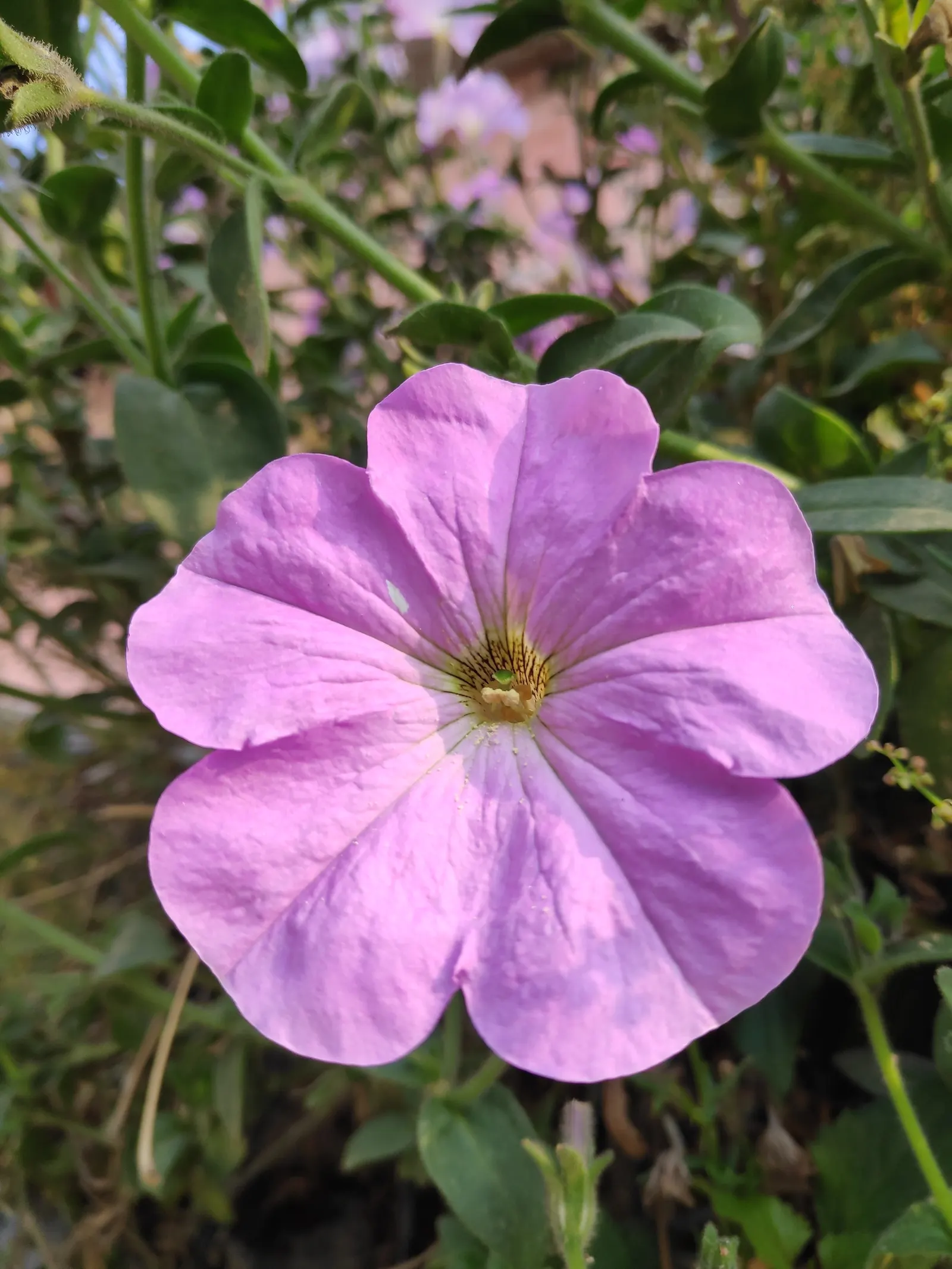 Wild Petunia (Ruellia Humilis) — it provides a low-maintenance ground cover or border plant; ruellia humilis fits beautifully in border fronts, image 74