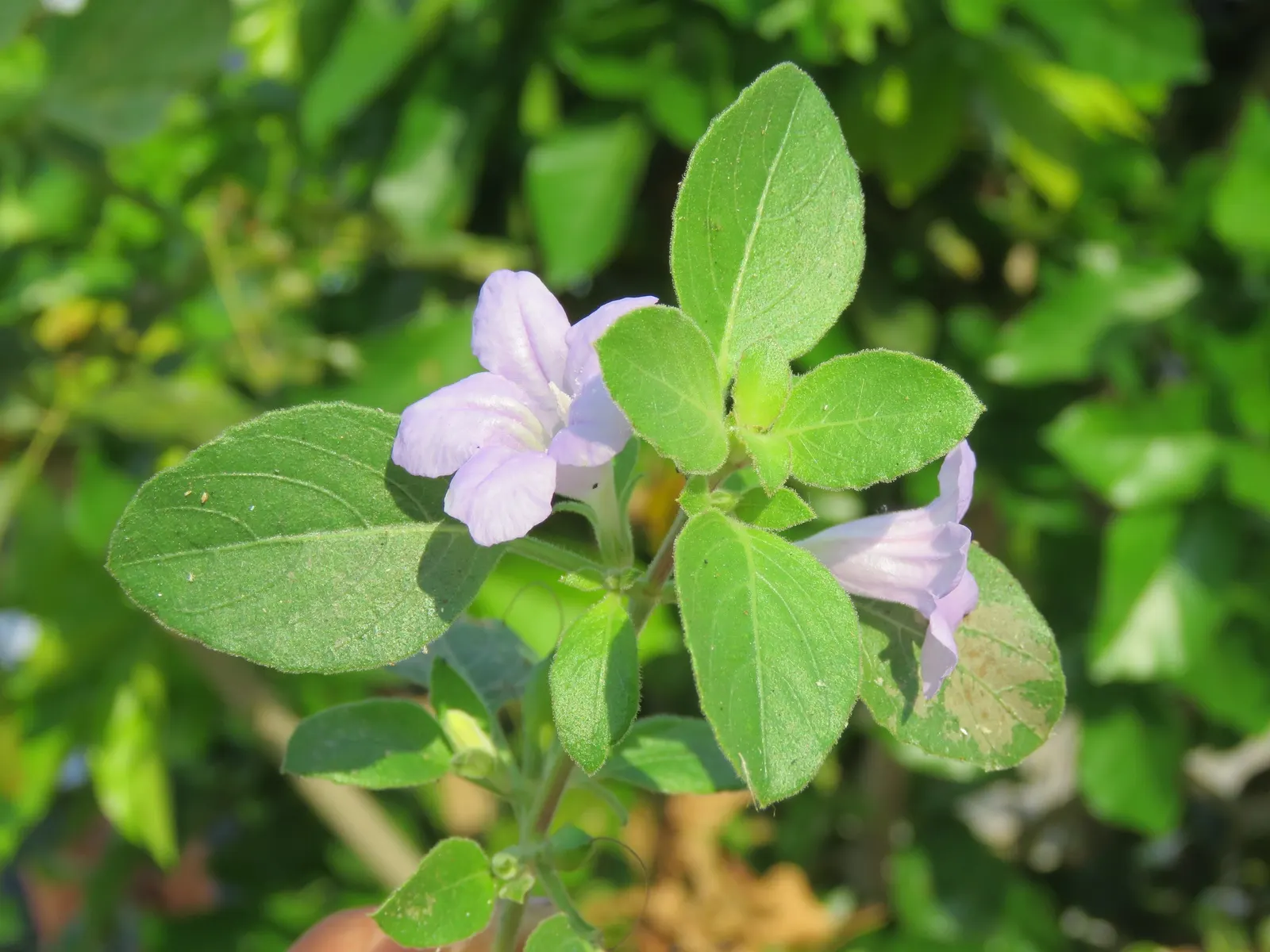Wild Petunia (Ruellia Humilis) — scientifically known as Ruellia humilis; perennial for full, image 99