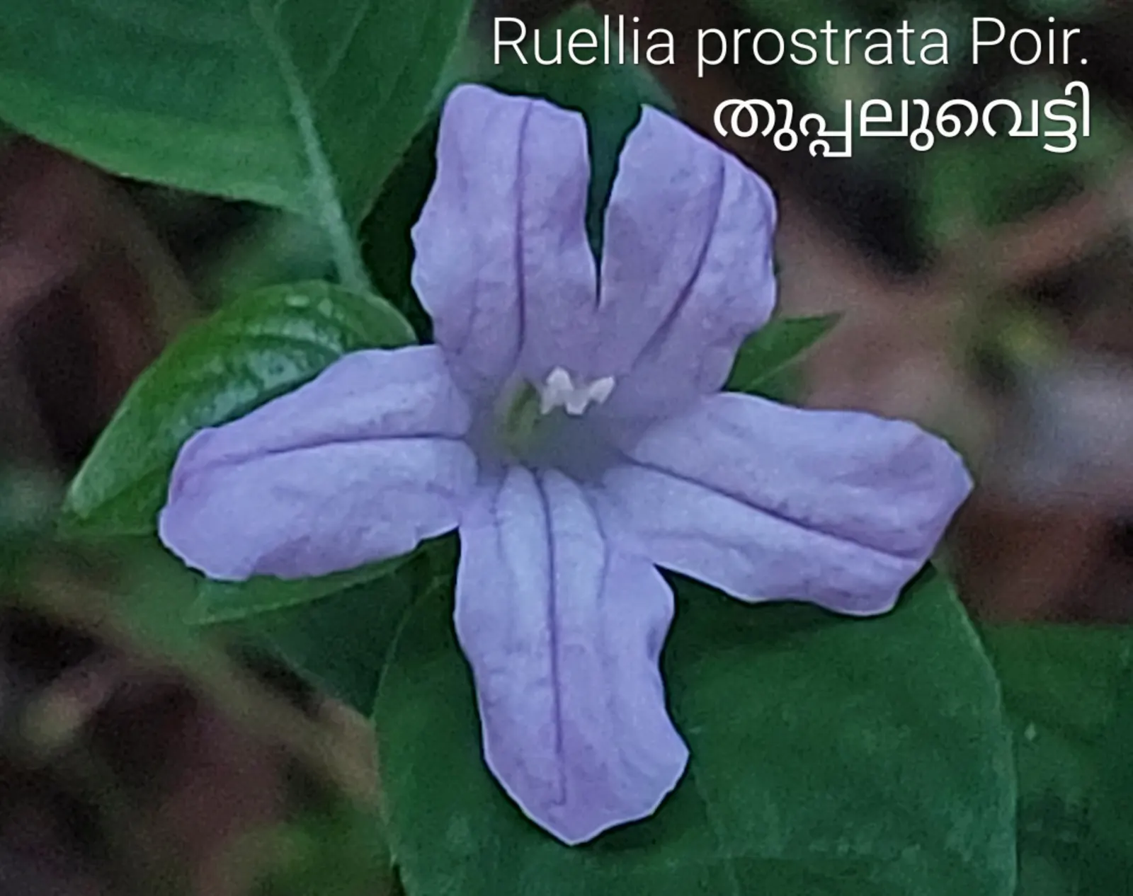 Wild Petunia (Ruellia Humilis) — It prefers well-drained soil; with a native range across the central United States, image 87