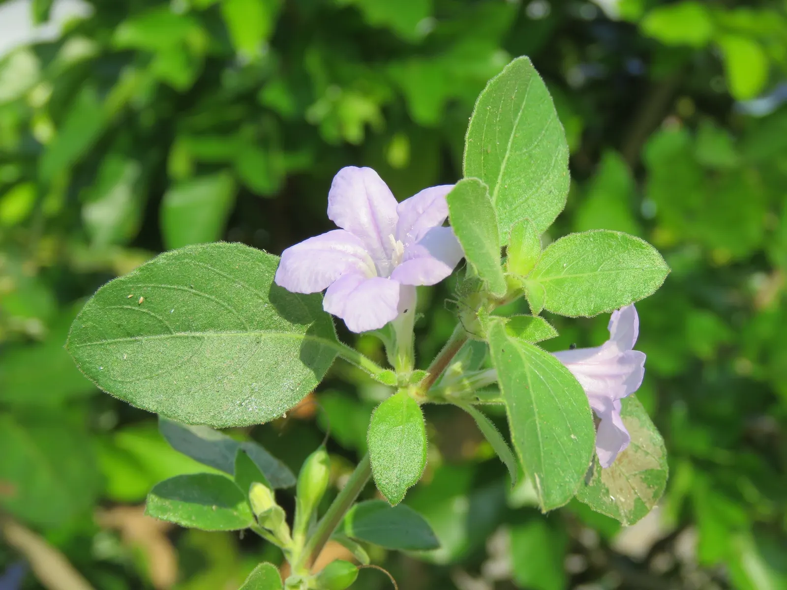 Wild Petunia (Ruellia Humilis) — offering a low-fuss option for the cultivation of natural aesthetics in your client's garden; perennial with blue, image 66