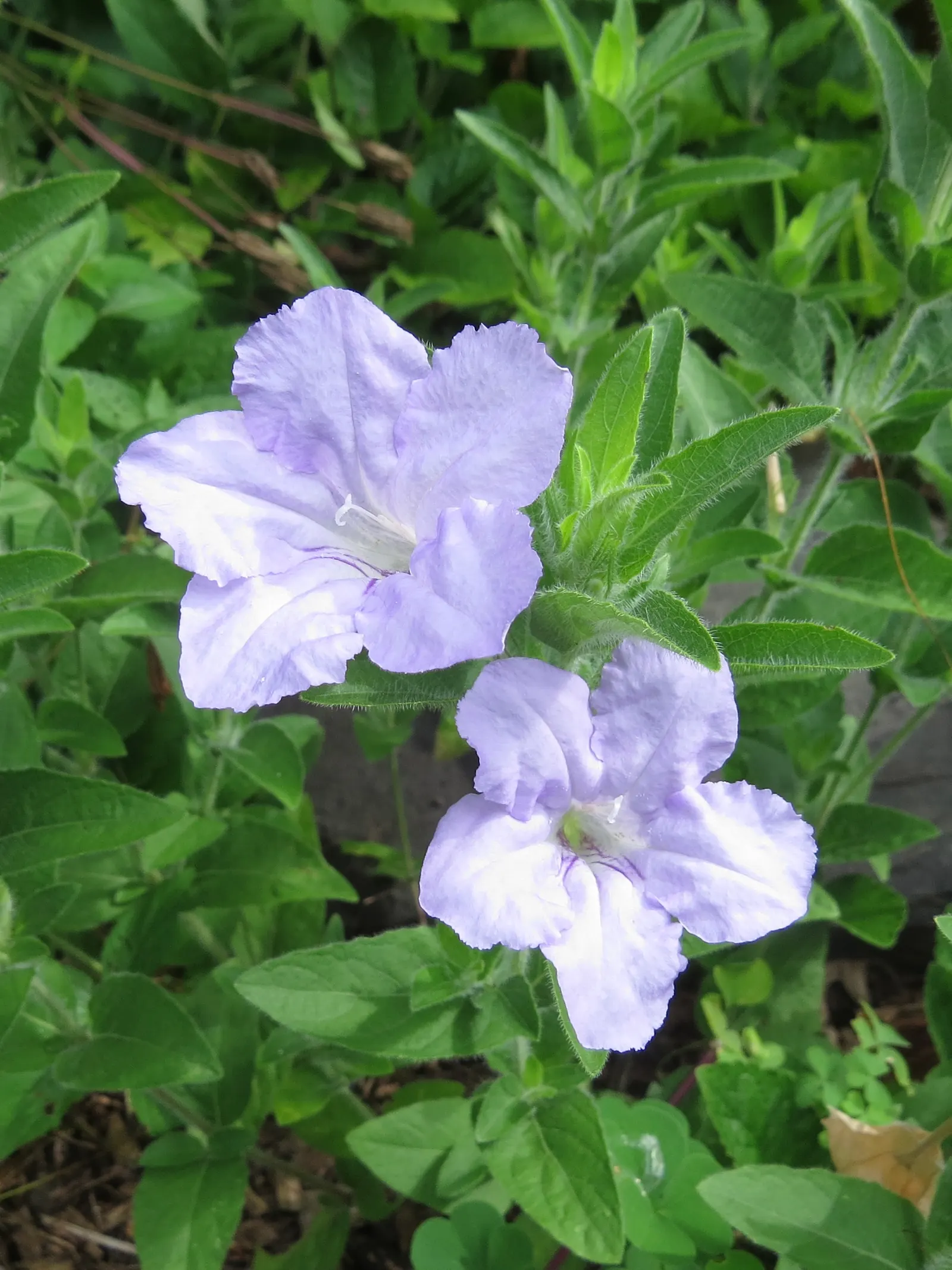 Wild Petunia (Ruellia Humilis) — presents lavender to purple funnel-shaped blooms from early summer through fall; measuring approximately 3 to 4, image 71