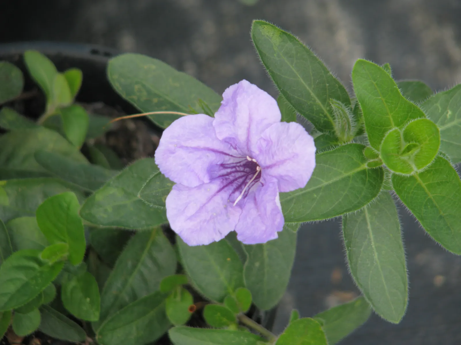 Wild Petunia (Ruellia Humilis) — making it an ideal choice for xeriscaping or areas with periodic dry spells; commonly known as Wild Petunia, image 63