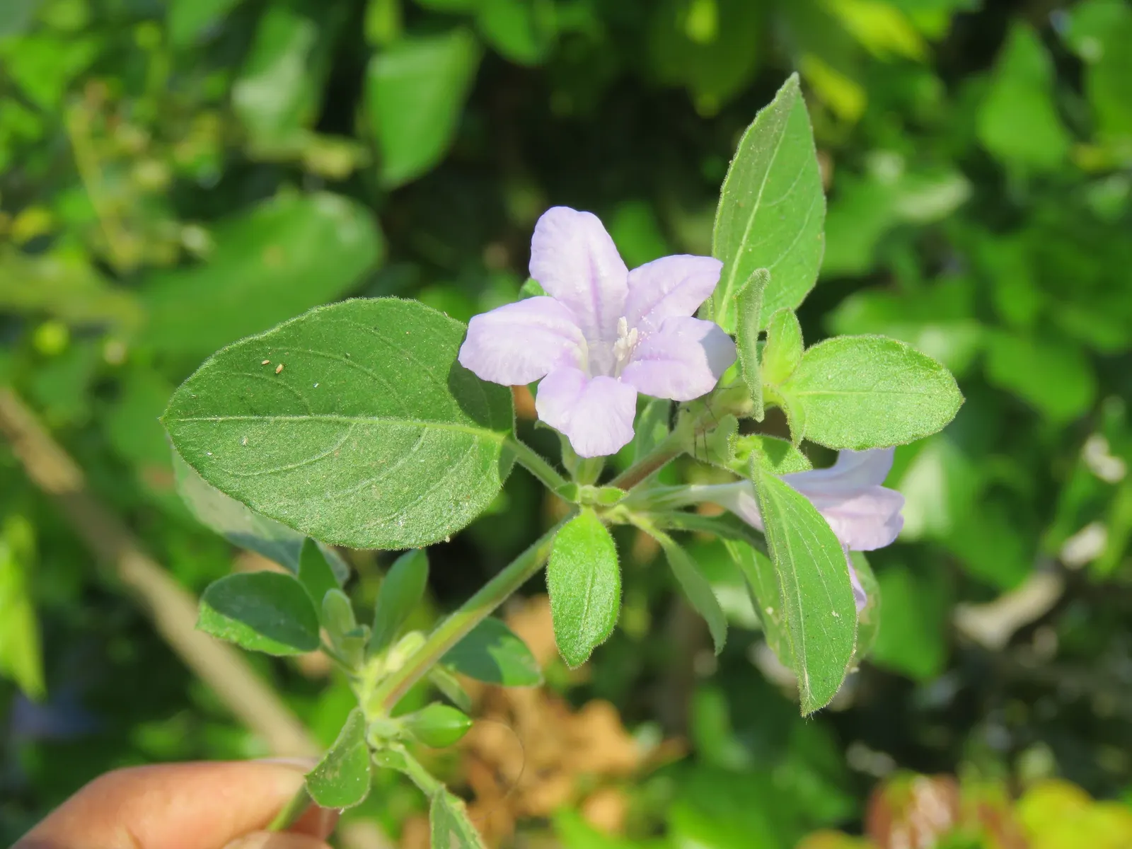 Wild Petunia (Ruellia Humilis) — Its ability to self-seed ensures a delightful return year after year; which can add a bright splash of color to, image 88