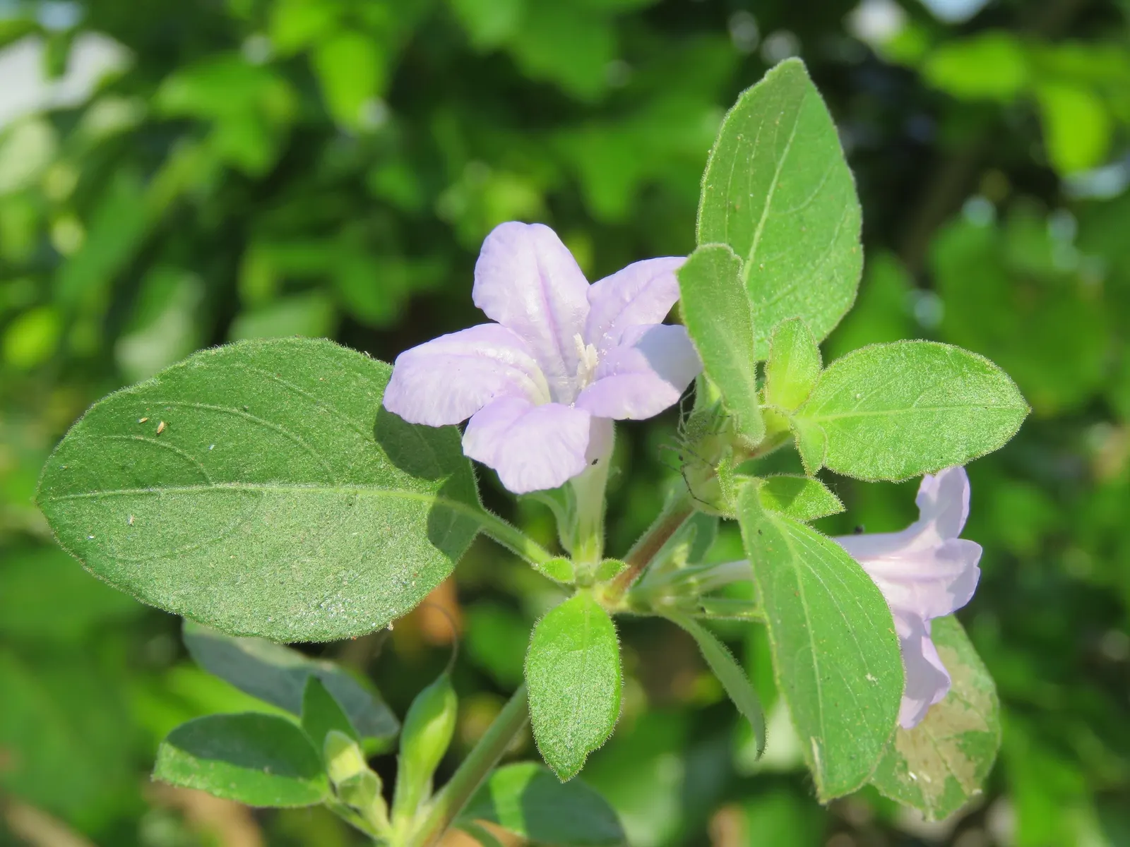 Wild Petunia (Ruellia Humilis) — scientifically known as Ruellia humilis; perennial for full, image 53