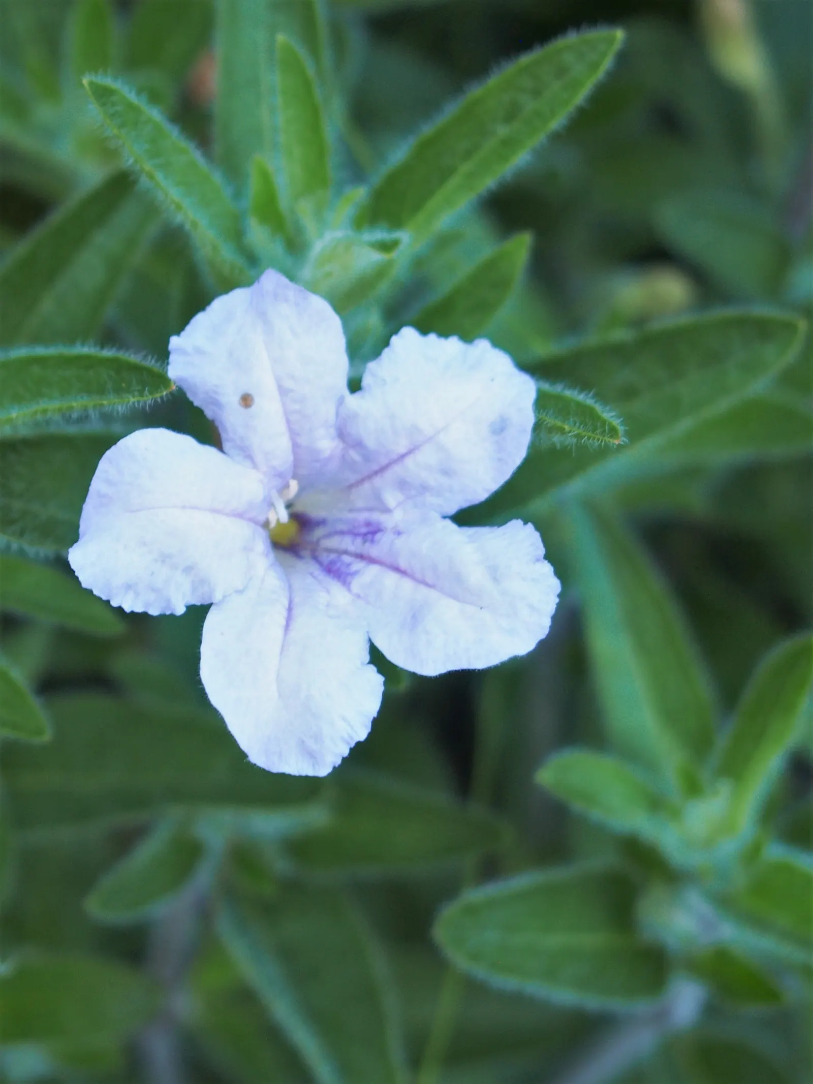 Wild Petunia (Ruellia Humilis) — Its ability to self-seed ensures a delightful return year after year