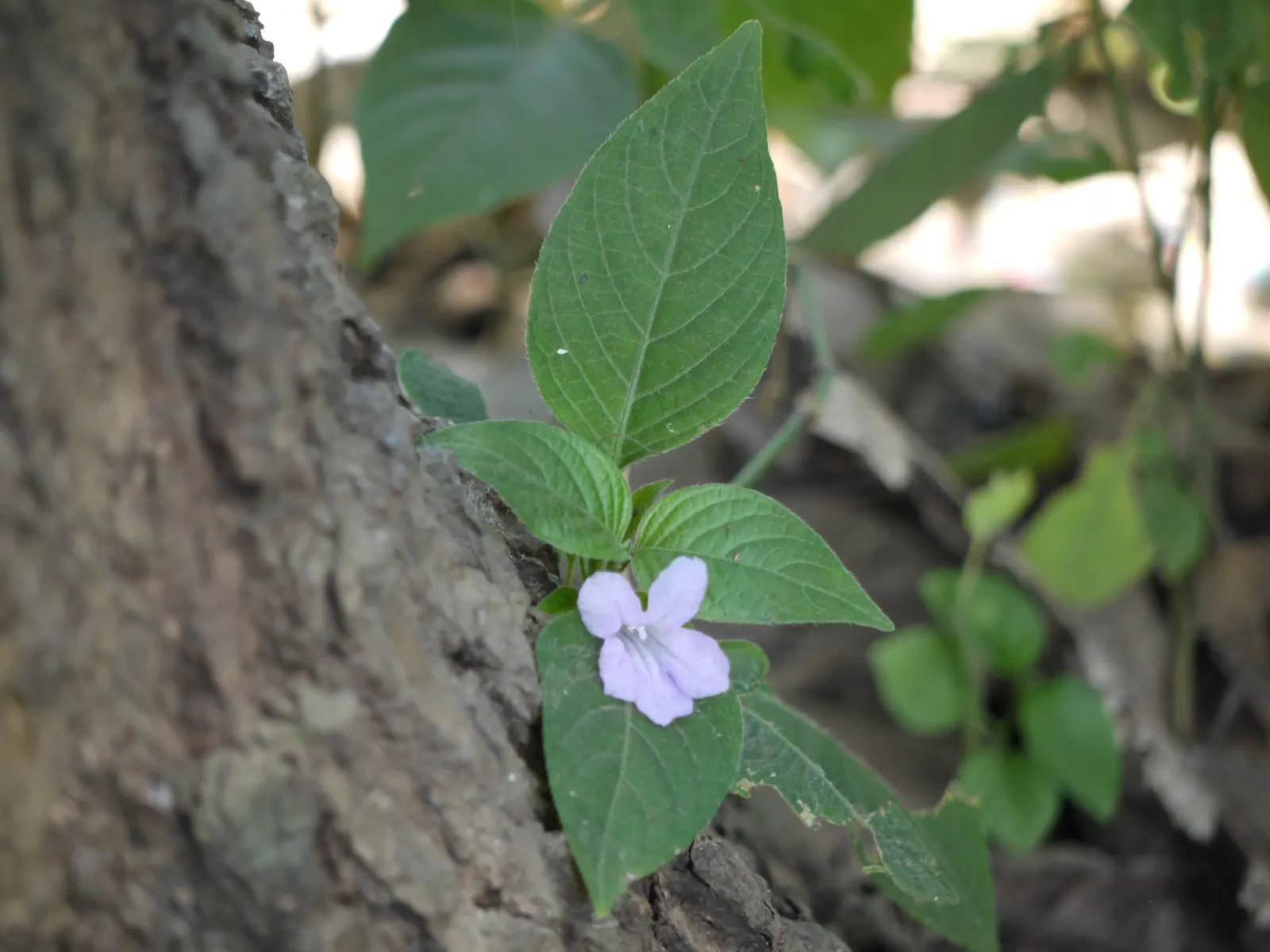Wild Petunia (Ruellia Humilis) — this plant produces an abundance of lavender to purplish-blue flowers; its ability to self-seed ensures a, image 59