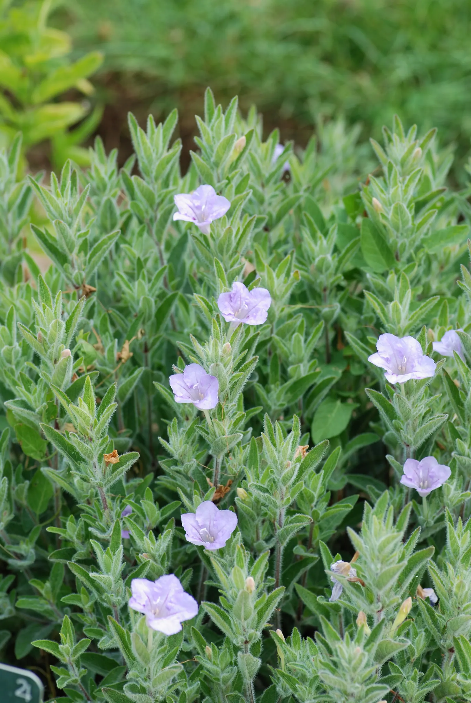 Wild Petunia (Ruellia Humilis) — From early summer to frost, image 58