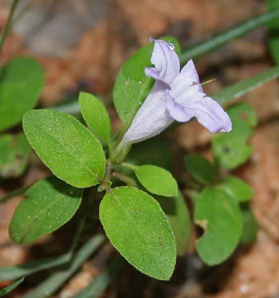 Wild Petunia (Ruellia Humilis) — perennial with blue and lavender blooms; this plant produces an abundance of lavender to purplish-blue flowers