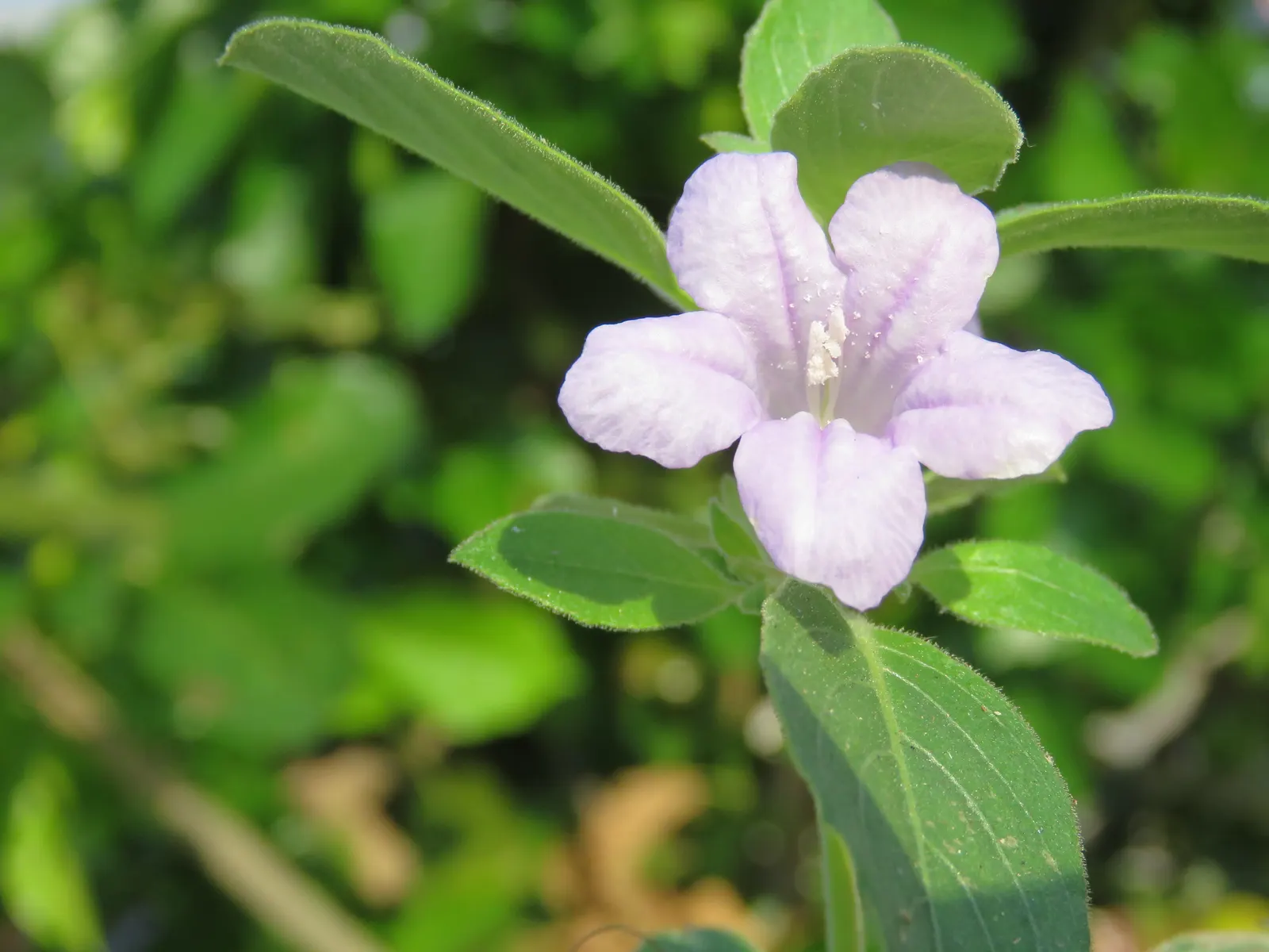 Wild Petunia (Ruellia Humilis) — Its leaves are lanceolate and a rich green; blue and lavender flowers in the garden, image 79