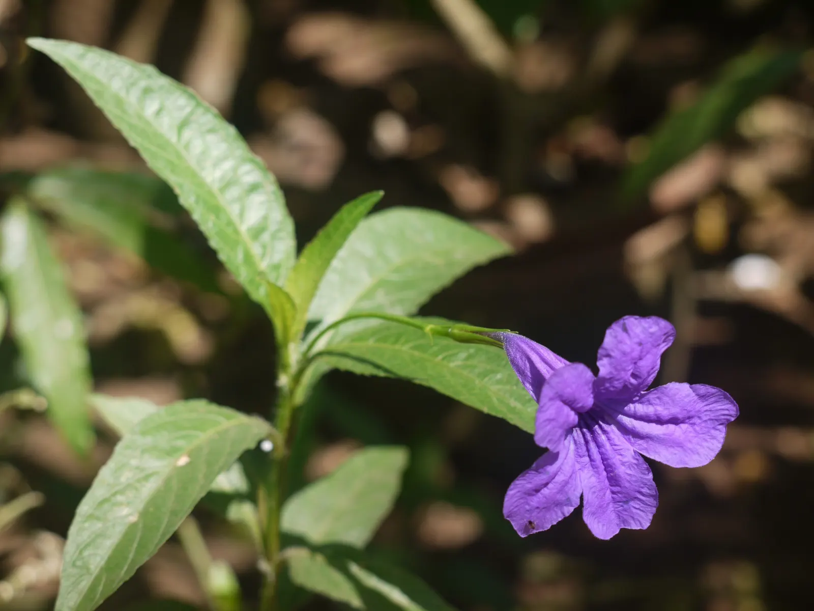 Wild Petunia (Ruellia Humilis) — Wild Petunia thrives in full sun to part shade; making it an ideal choice for xeriscaping or areas with periodic, image 85