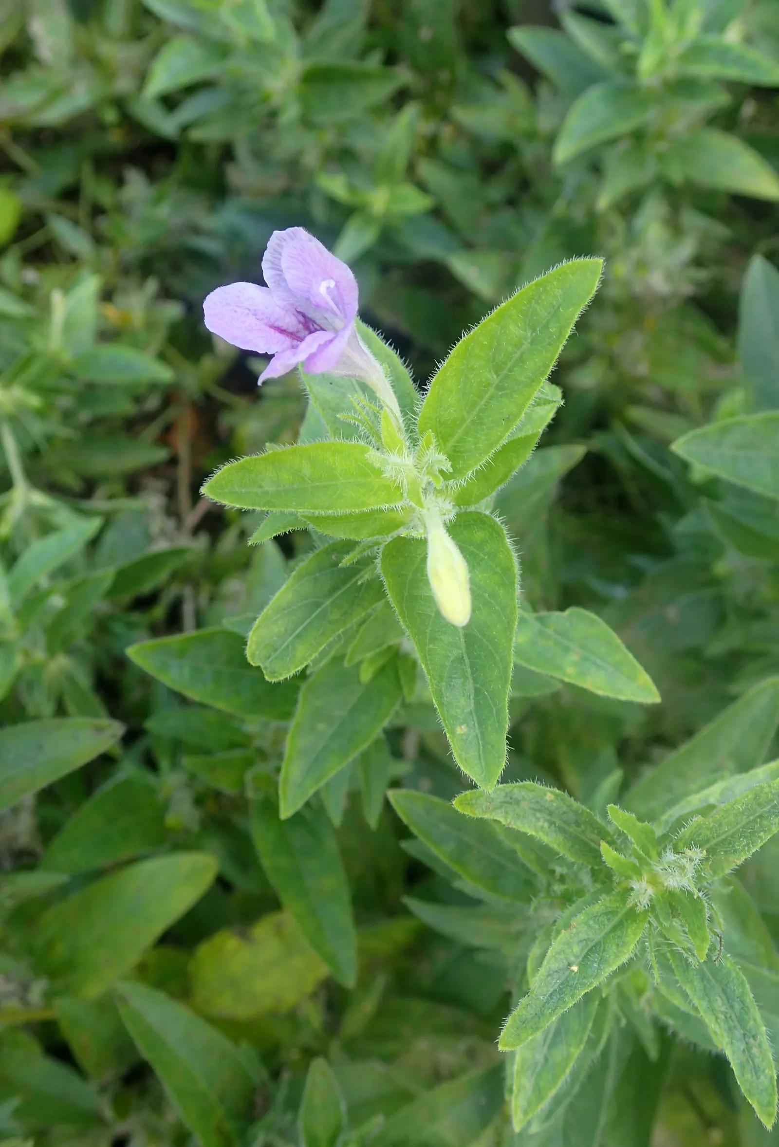 Wild Petunia (Ruellia Humilis) — making it an ideal choice for xeriscaping or areas with periodic dry spells; commonly known as Wild Petunia, image 86