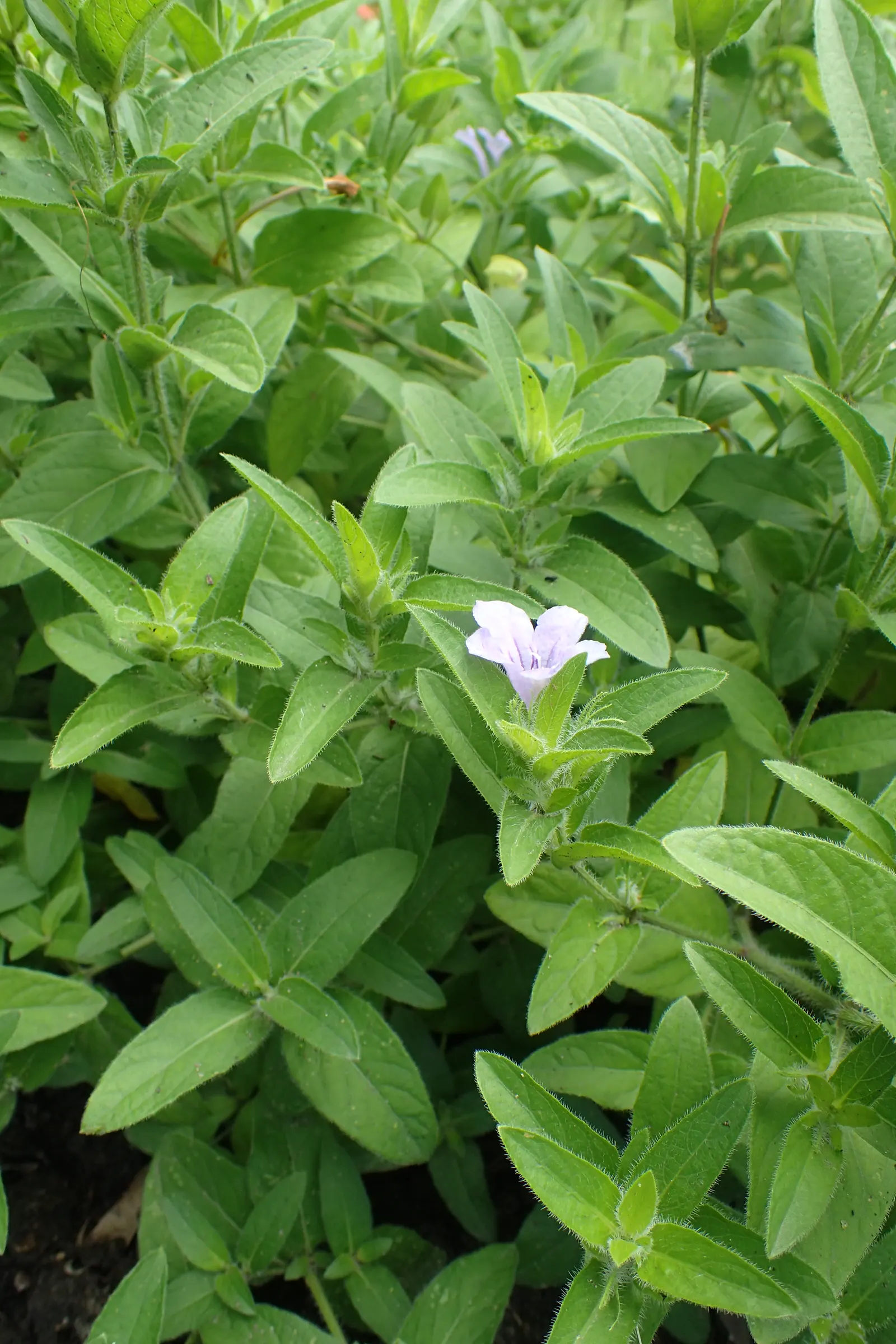 Wild Petunia (Ruellia Humilis) — Wild Petunia thrives in full sun to part shade; making it an ideal choice for xeriscaping or areas with periodic, image 62
