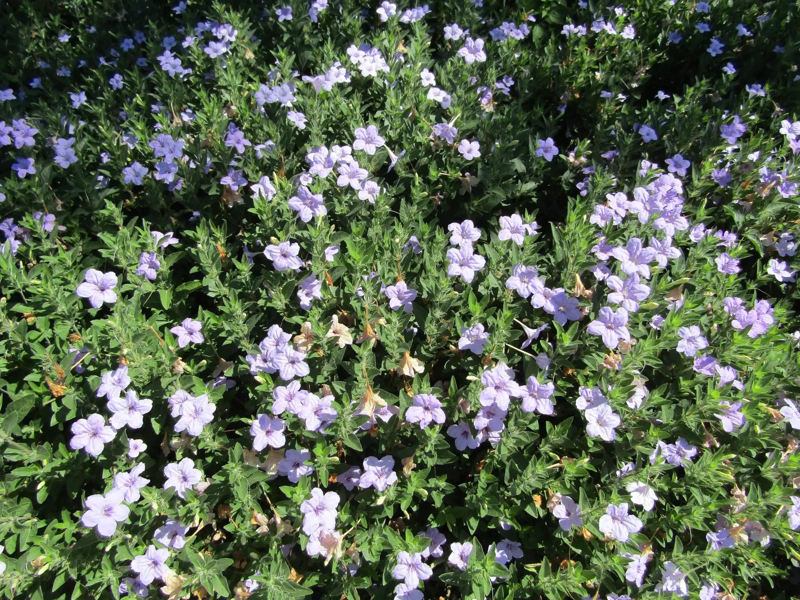 Wild Petunia (Ruellia Humilis) — Its leaves are lanceolate and a rich green; blue and lavender flowers in the garden, image 102