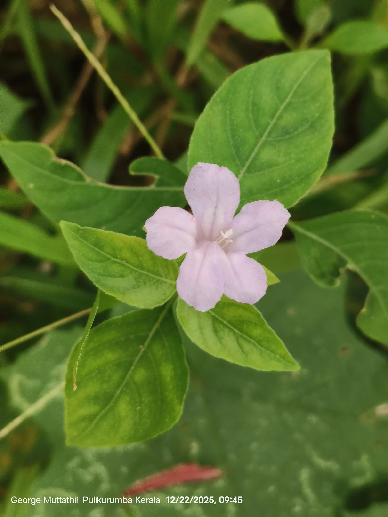 Wild Petunia (Ruellia Humilis) — Ruellia humilis fits beautifully in border fronts; each about 2 inches in diameter, image 101