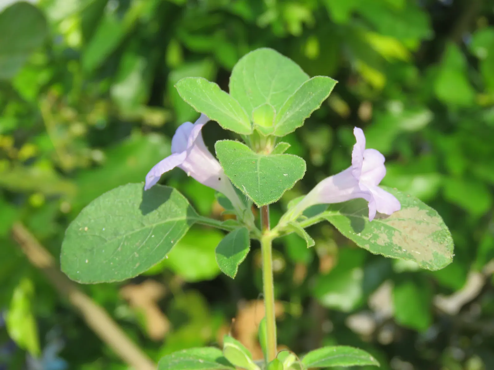 Wild Petunia (Ruellia Humilis) — commonly known as Wild Petunia; preferring full sun to partial shade and well-draining soil