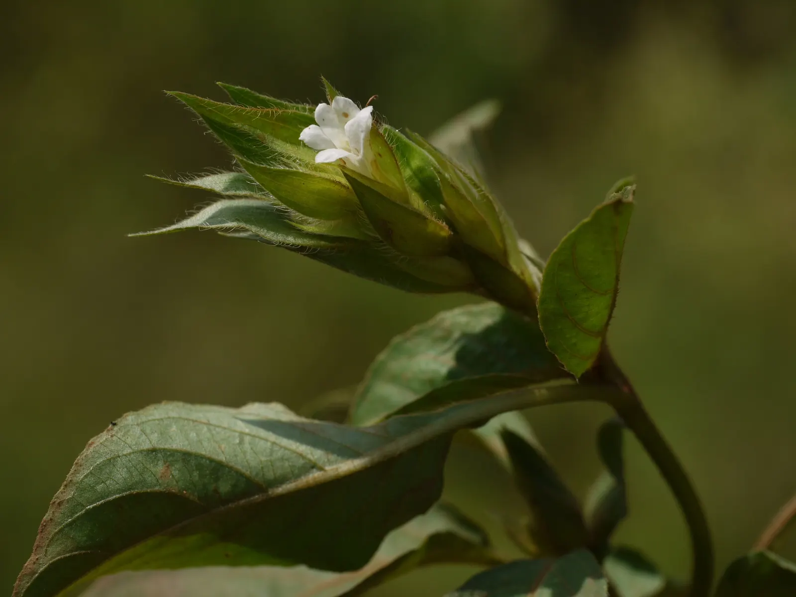 Wild Petunia (Ruellia Humilis) — this plant produces an abundance of lavender to purplish-blue flowers; its ability to self-seed ensures a, image 105