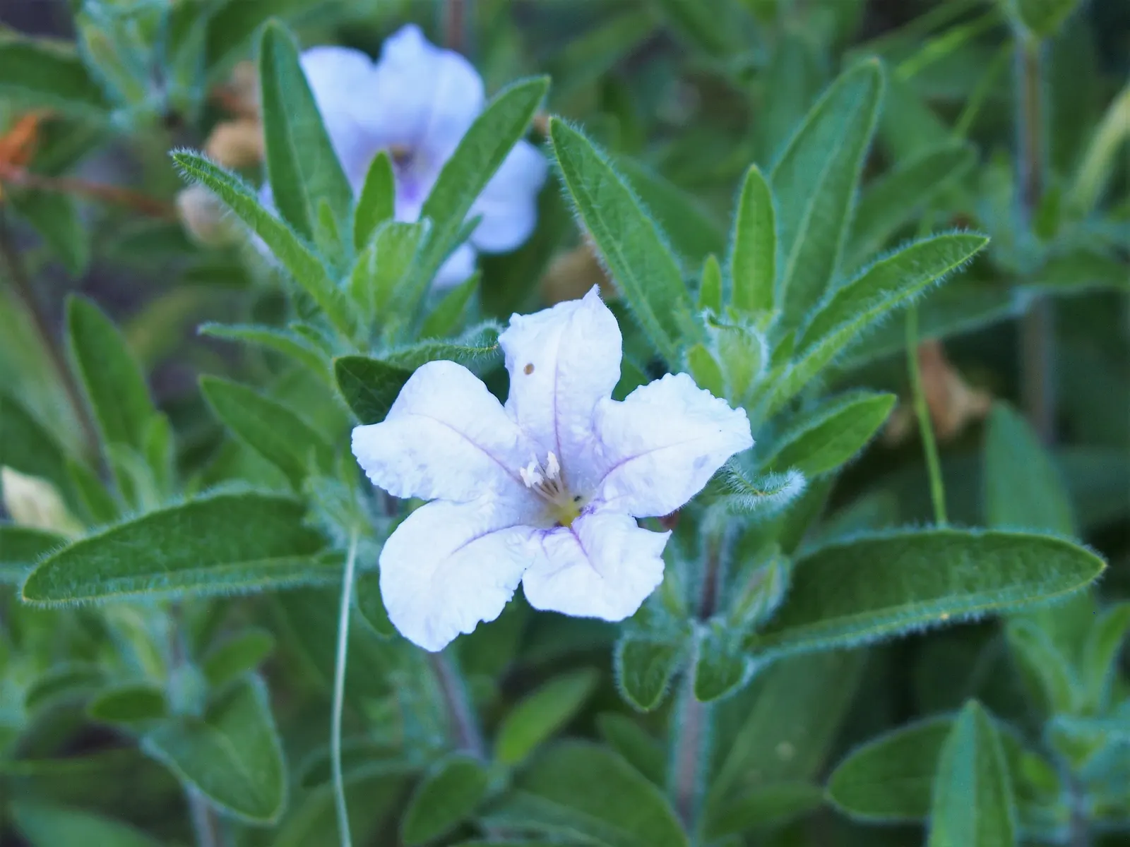 Wild Petunia (Ruellia Humilis) — offering a low-fuss option for the cultivation of natural aesthetics in your client's garden; perennial with blue and lavender