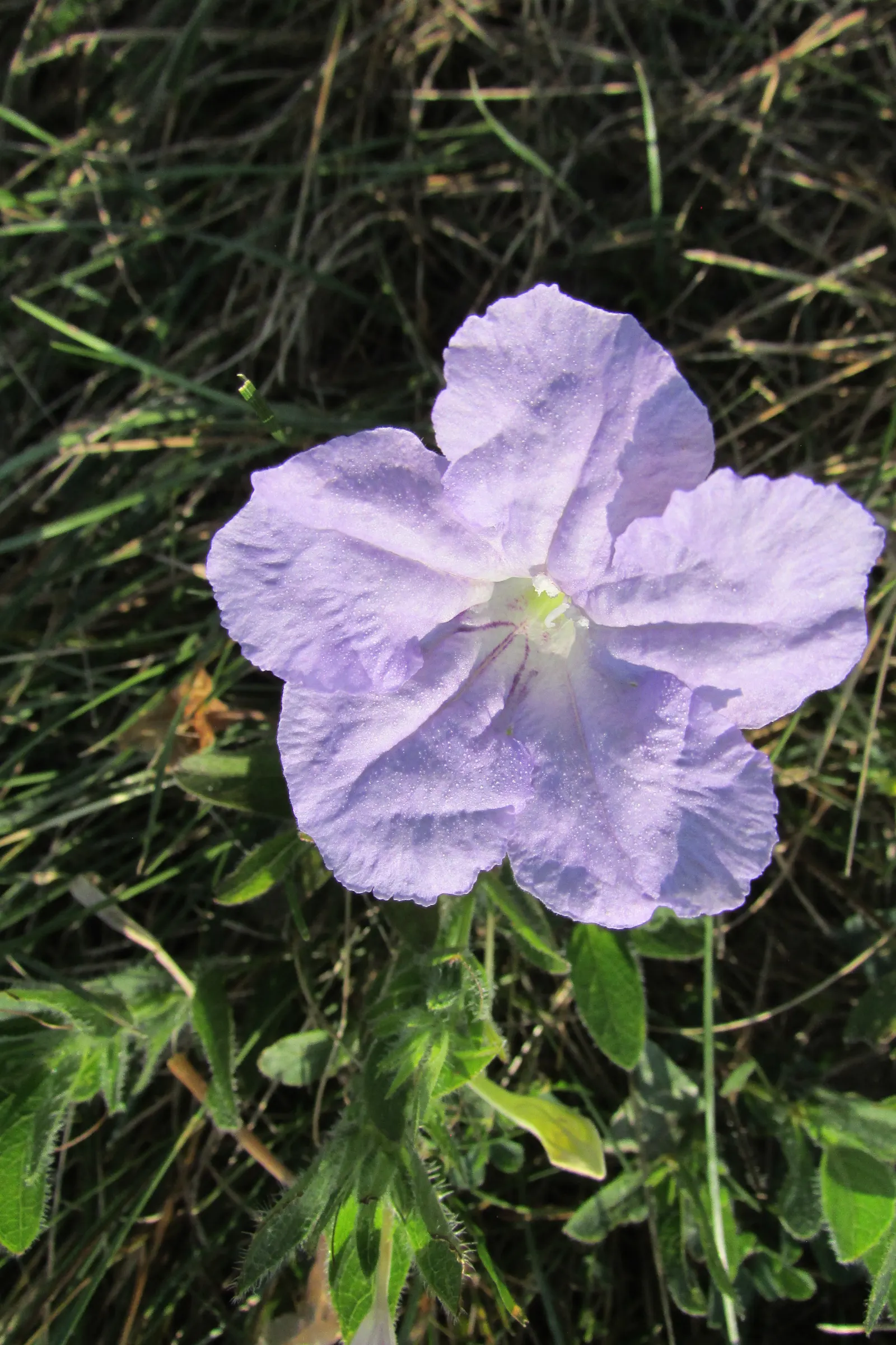 Wild Petunia (Ruellia Humilis) — offering a low-fuss option for the cultivation of natural aesthetics in your client's garden; perennial with blue, image 89
