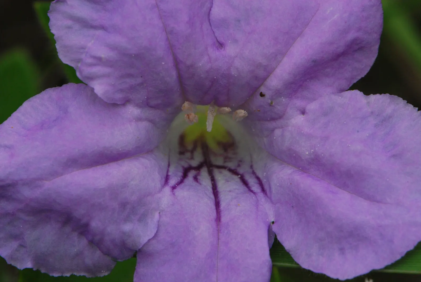 Wild Petunia (Ruellia Humilis) — It prefers well-drained soil