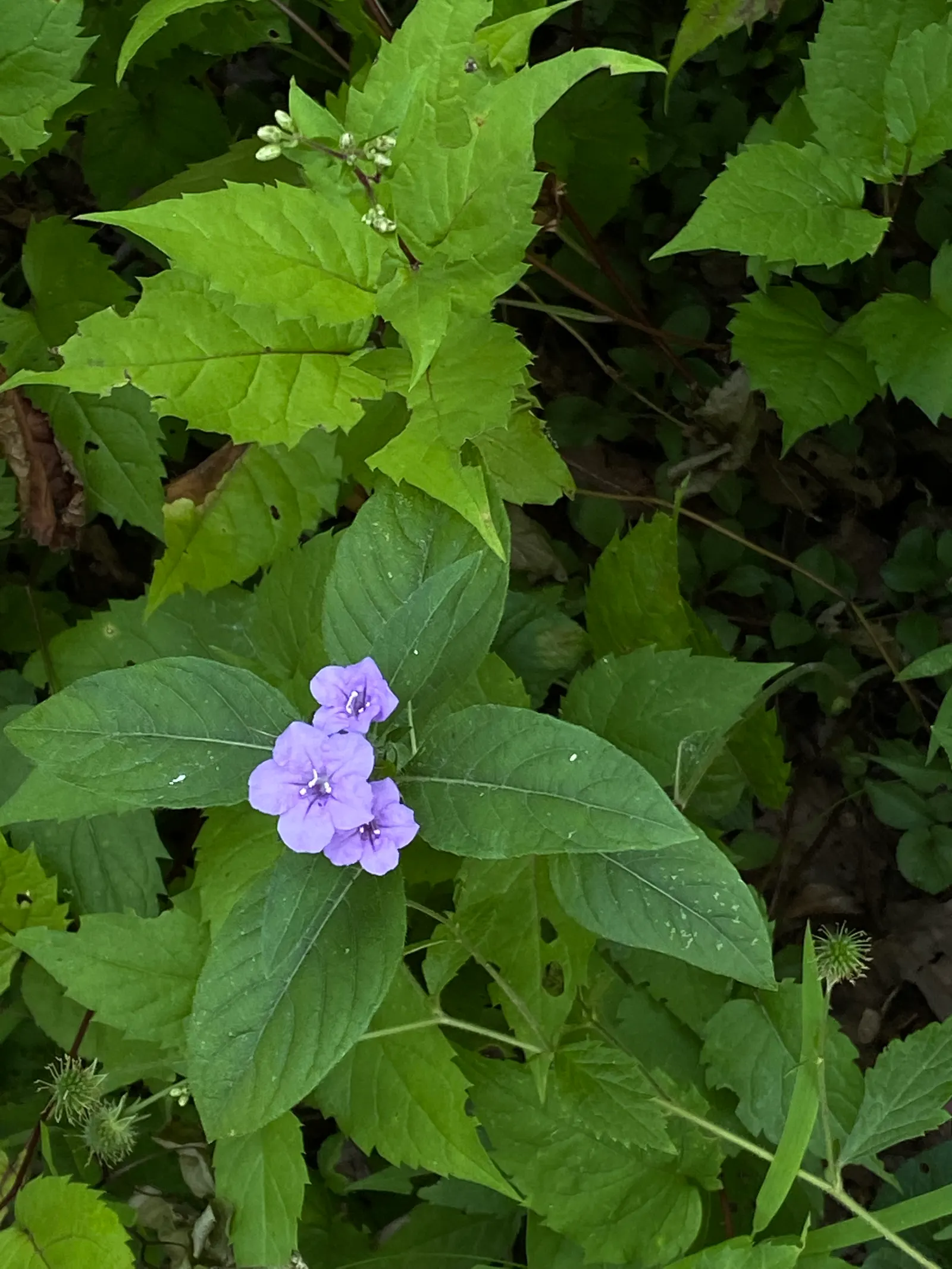 Wild Petunia (Ruellia Humilis) — Attracts pollinators while resisting deer, adding both beauty and function to diverse landscapes; wild Petunia thrives in full