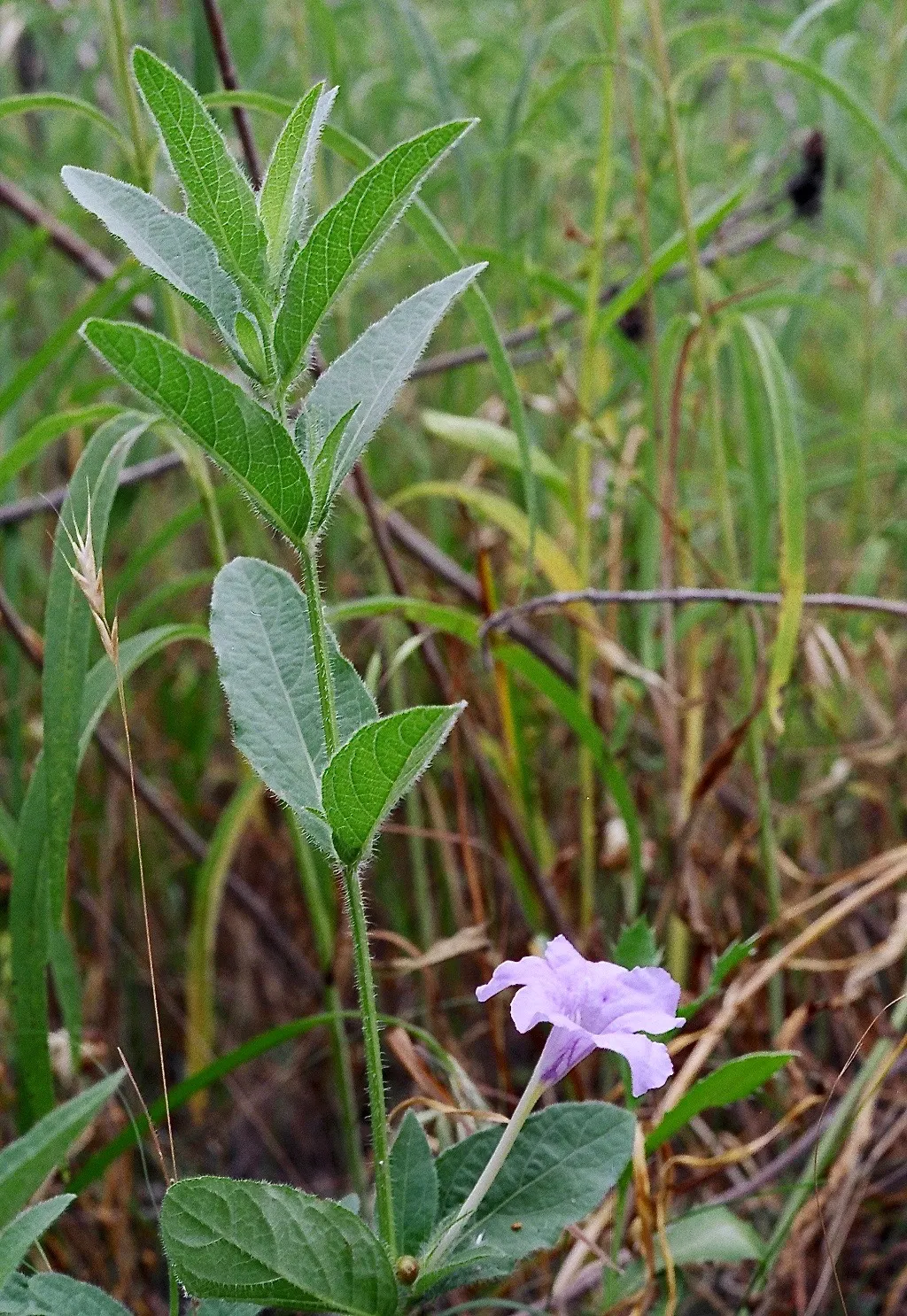 Wild Petunia (Ruellia Humilis) — presents lavender to purple funnel-shaped blooms from early summer through fall; measuring approximately 3 to 4, image 94