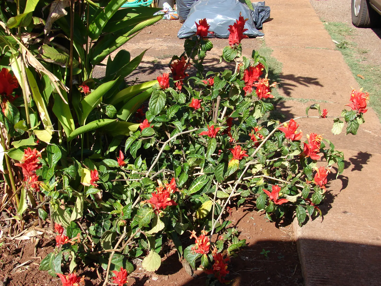 Wild Petunia (Ruellia Humilis) — making it an ideal choice for xeriscaping or areas with periodic dry spells; commonly known as Wild Petunia, image 109