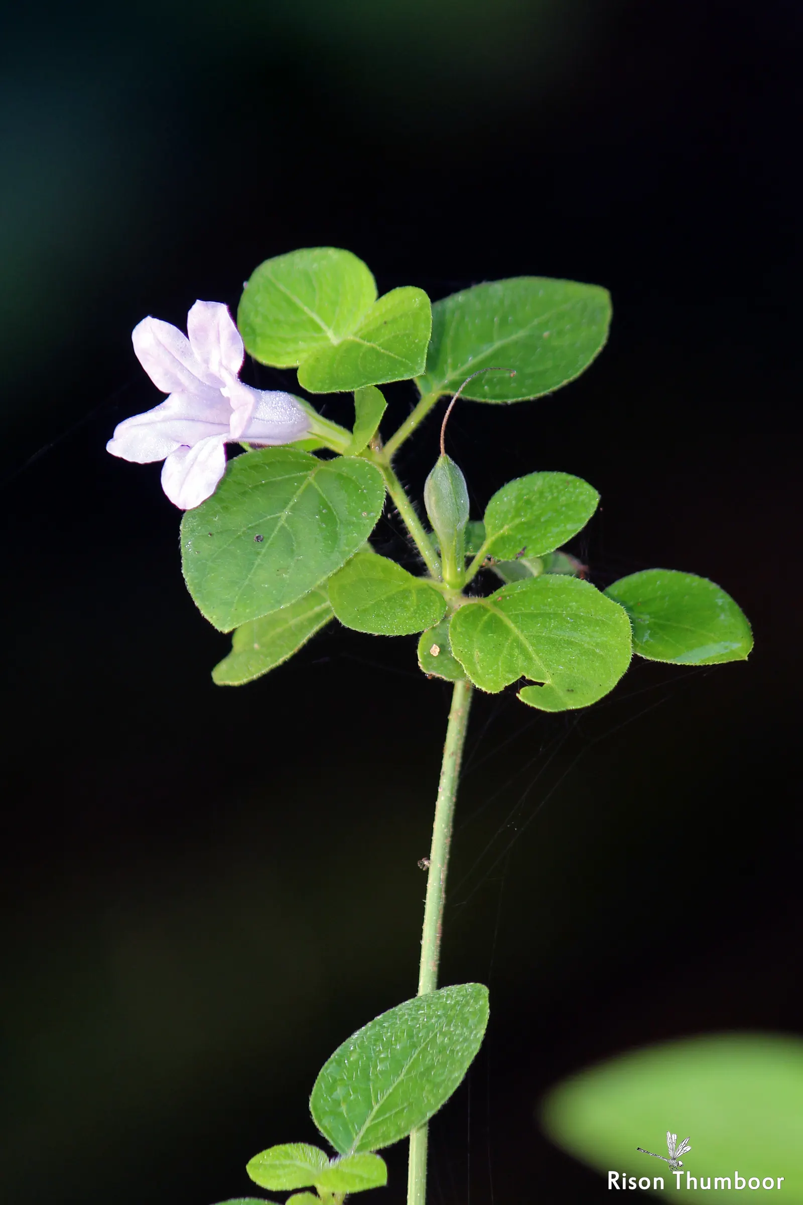 Wild Petunia (Ruellia Humilis) — Preferring full sun to partial shade and well-draining soil; presents lavender to purple funnel-shaped blooms from early