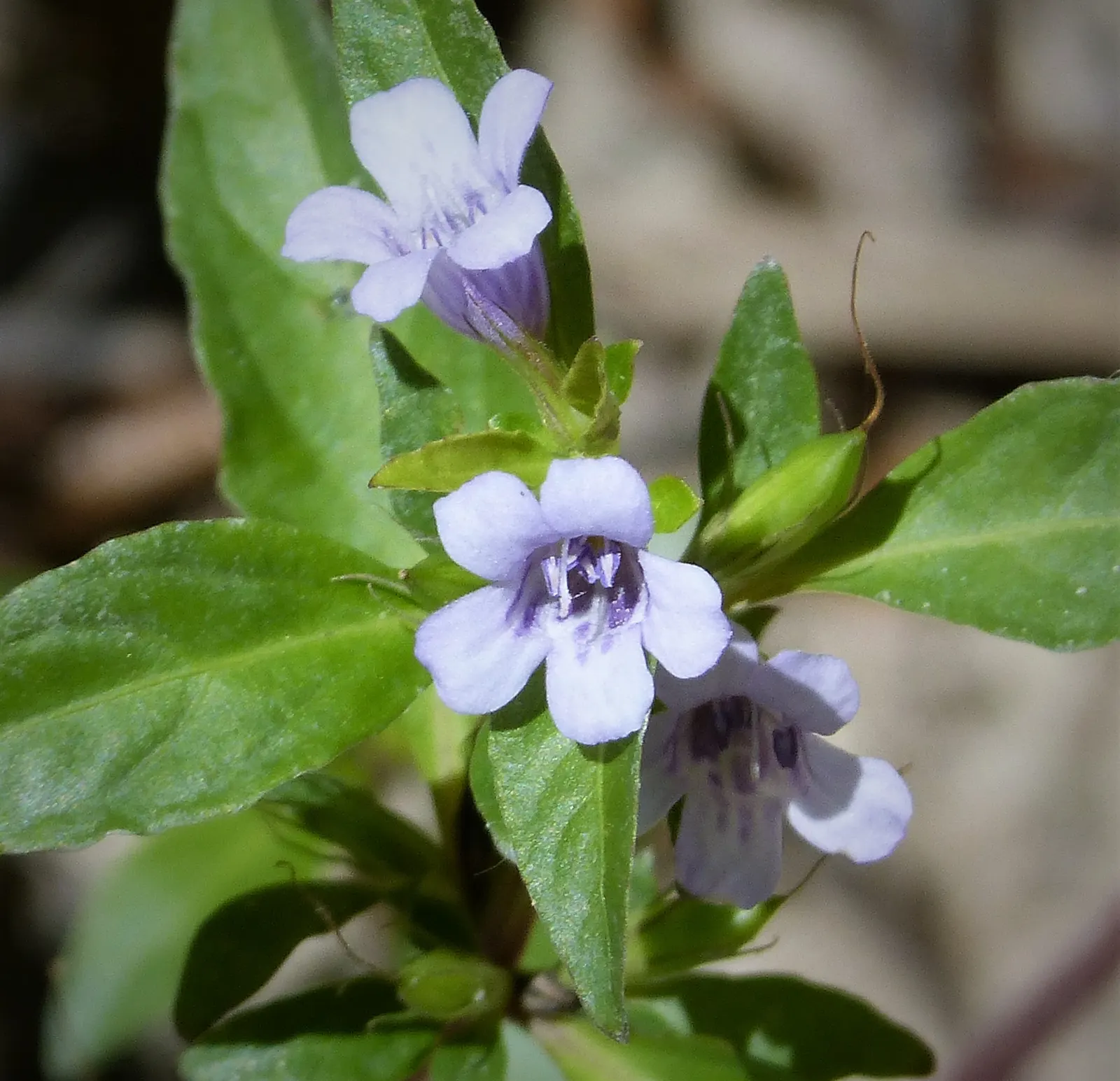 Wild Petunia (Ruellia Humilis) — It prefers well-drained soil; with a native range across the central United States, image 64