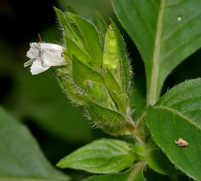 Wild Petunia (Ruellia Humilis) — With a native range across the central United States; scientifically known as Ruellia humilis