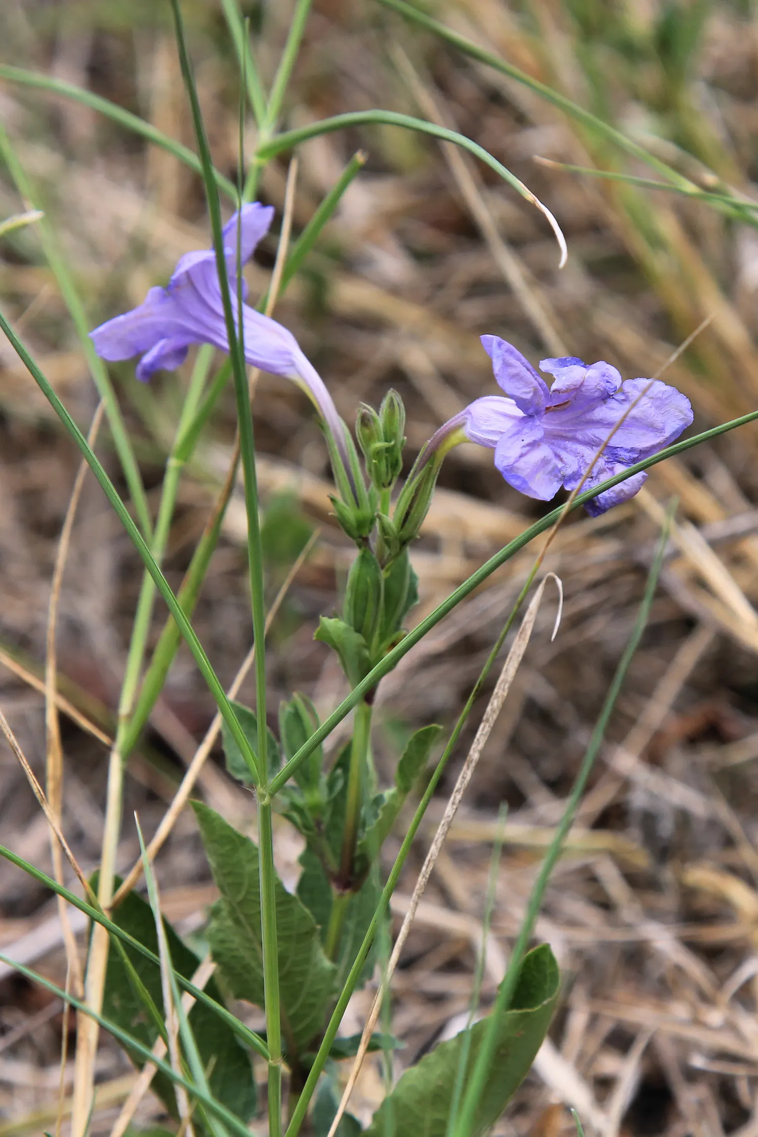 Wild Petunia (Ruellia Humilis) — It prefers well-drained soil; with a native range across the central United States