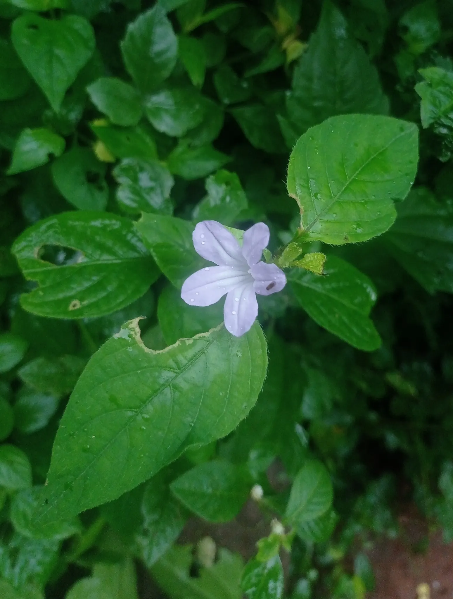 Wild Petunia (Ruellia Humilis) — Ruellia humilis fits beautifully in border fronts; each about 2 inches in diameter