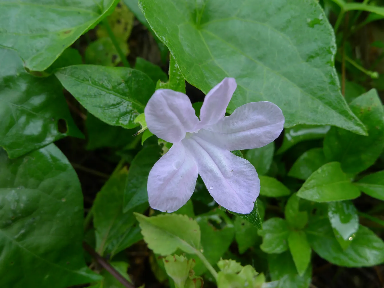 Wild Petunia (Ruellia Humilis) — Wild Petunia thrives in full sun to part shade