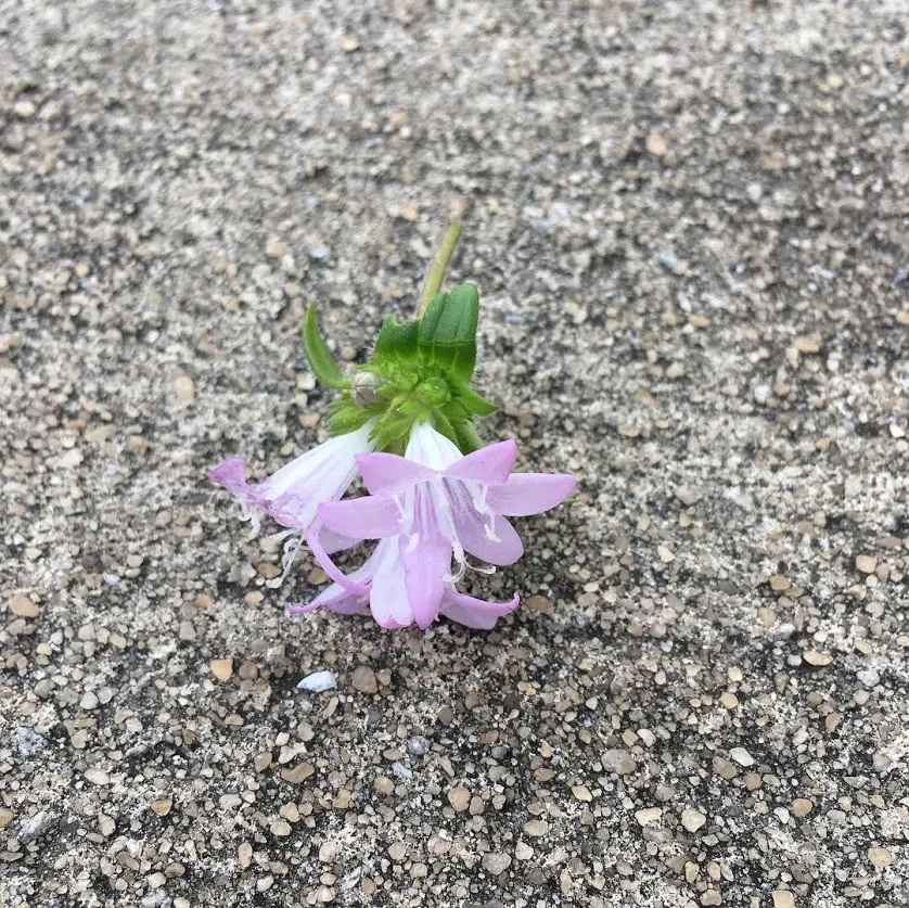 Wild Petunia (Ruellia Humilis) — each about 2 inches in diameter