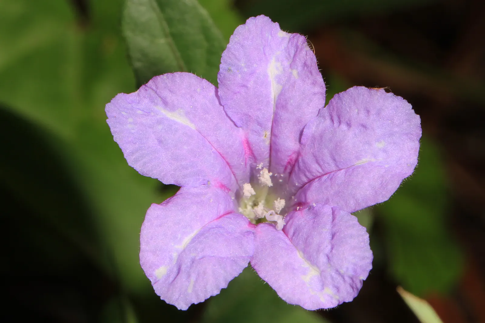 Wild Petunia (Ruellia Humilis) — Attracts pollinators while resisting deer, adding both beauty and function to diverse landscapes; wild Petunia, image 75