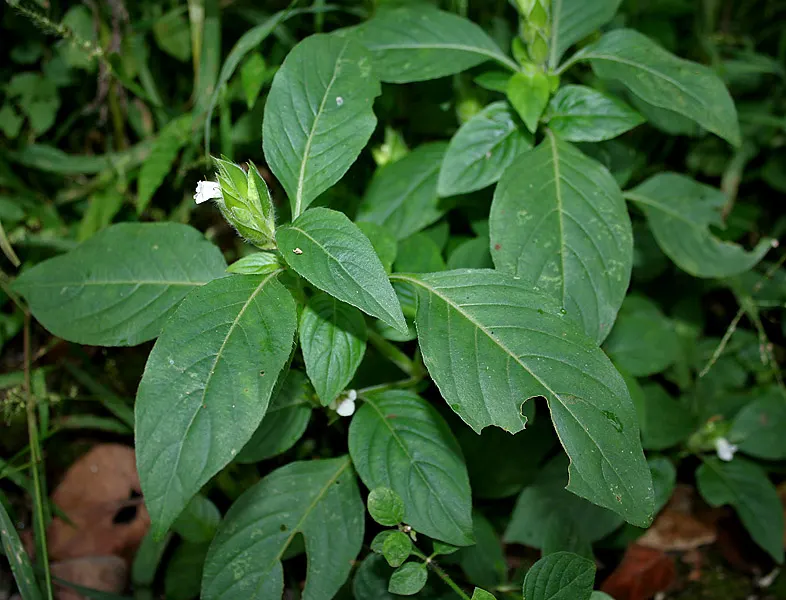 Wild Petunia (Ruellia Humilis) — Attracts pollinators while resisting deer, adding both beauty and function to diverse landscapes