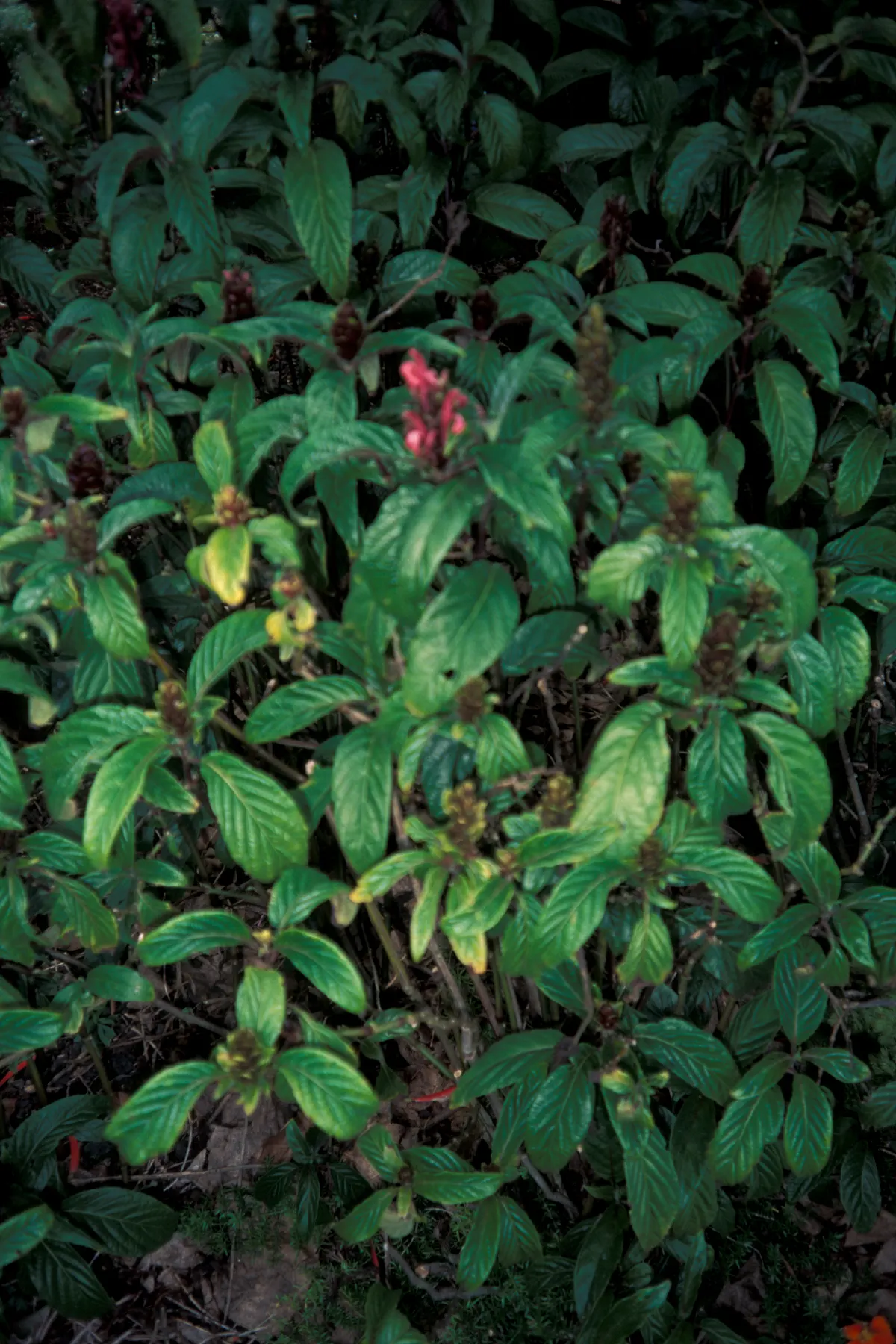 Wild Petunia (Ruellia Humilis) — It prefers well-drained soil; with a native range across the central United States, image 110