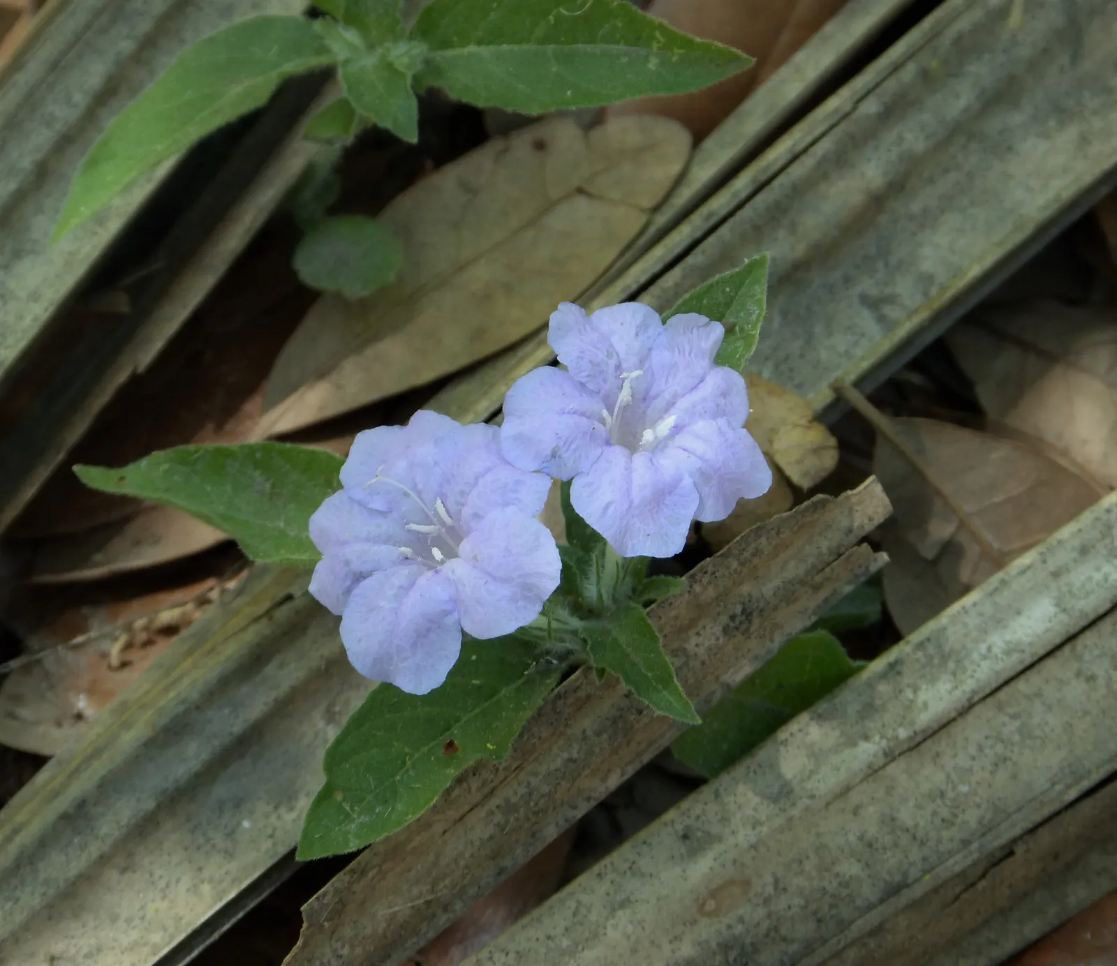 Wild Petunia (Ruellia Humilis) — Attracts pollinators while resisting deer, adding both beauty and function to diverse landscapes; wild Petunia, image 52