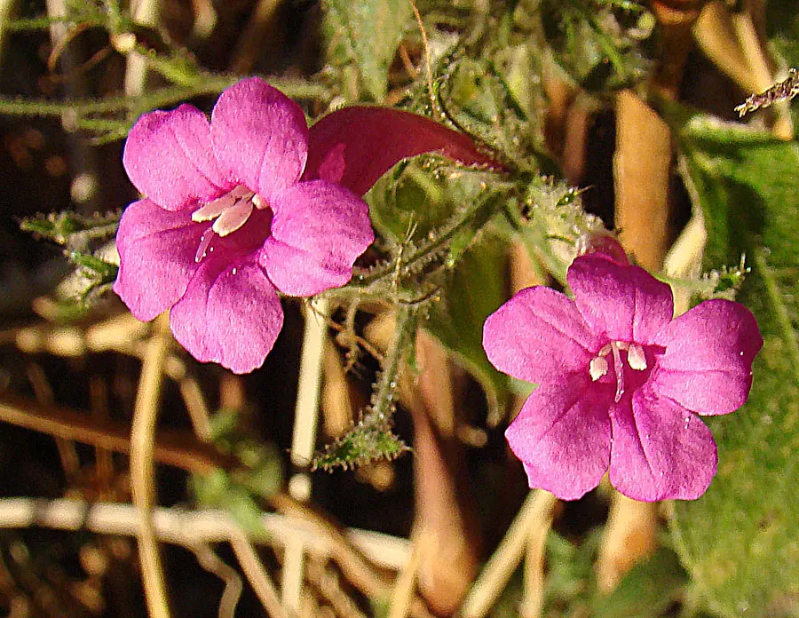 Wild Petunia (Ruellia Humilis) — this plant produces an abundance of lavender to purplish-blue flowers; its ability to self-seed ensures a delightful return