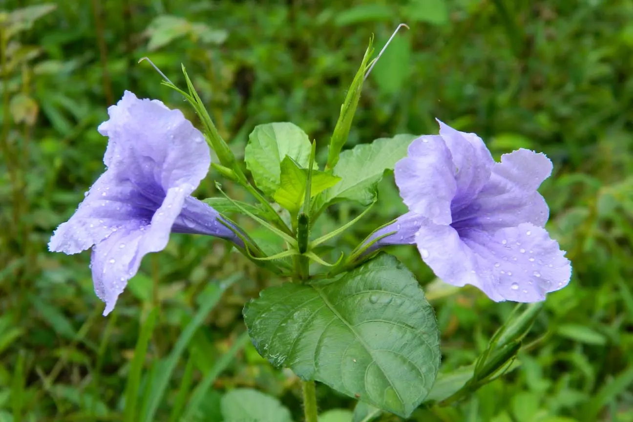 Wild Petunia (Ruellia Humilis) — Preferring full sun to partial shade and well-draining soil
