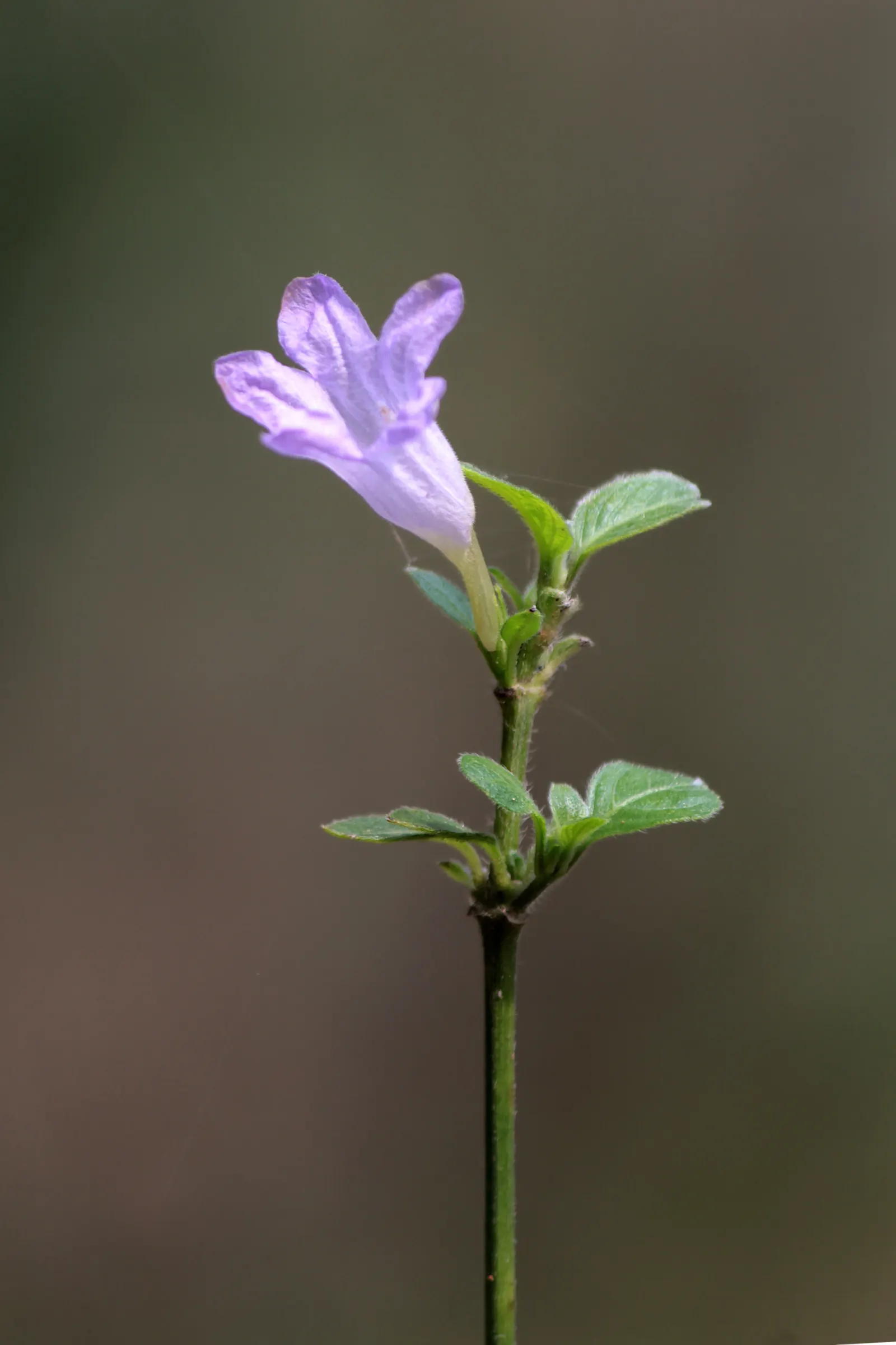 Wild Petunia (Ruellia Humilis) — presents lavender to purple funnel-shaped blooms from early summer through fall; measuring approximately 3 to 4 inches in