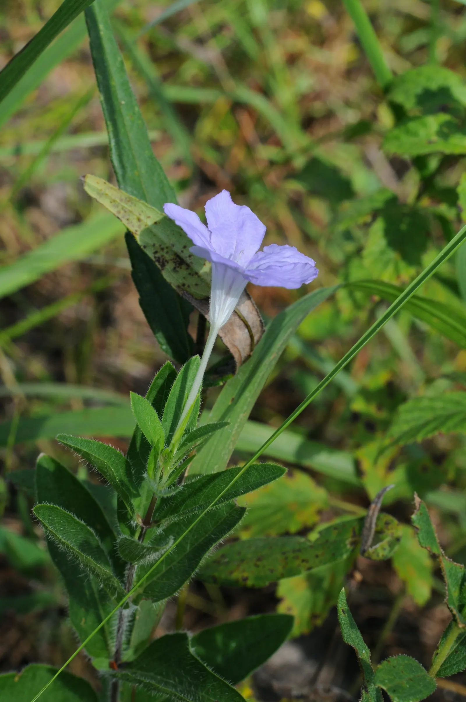 Wild Petunia (Ruellia Humilis) — making it an ideal choice for xeriscaping or areas with periodic dry spells