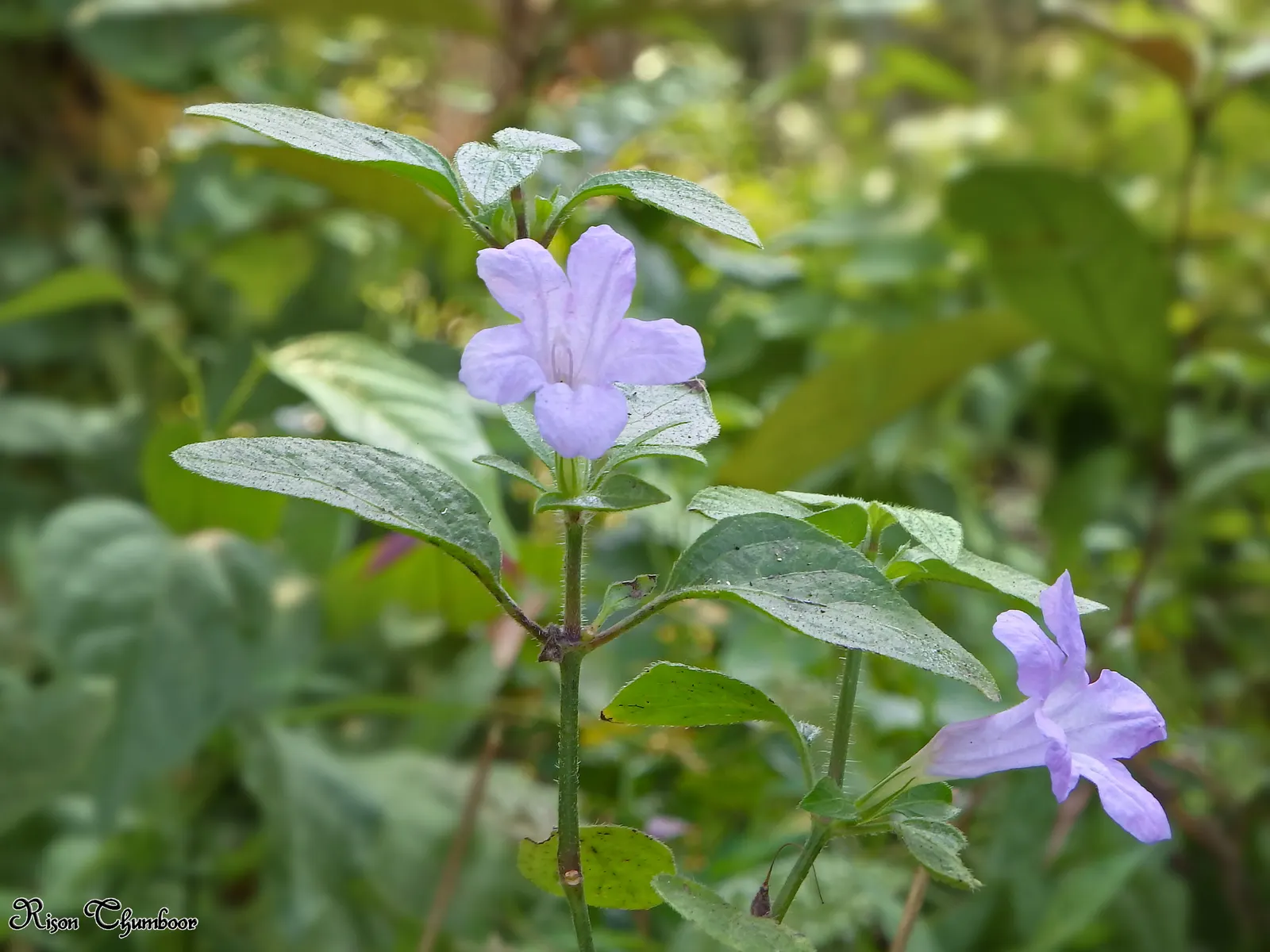 Wild Petunia (Ruellia Humilis) — With a native range across the central United States